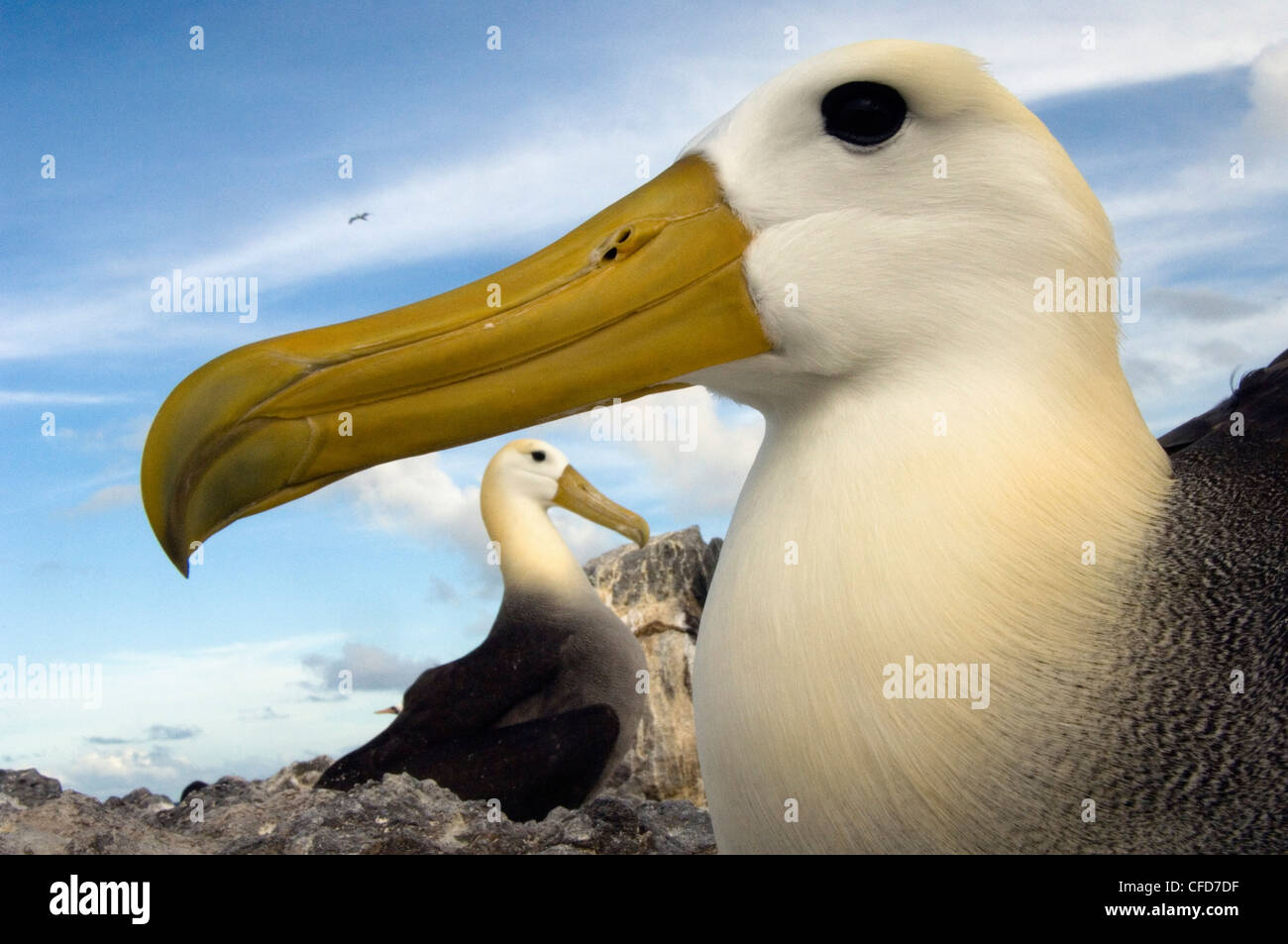 Winkte Albatross, Punto Cevallos, Espanola (Haube) Insel, Galapagos-Inseln, Ecuador, Südamerika. (vom Aussterben bedroht) Stockfoto