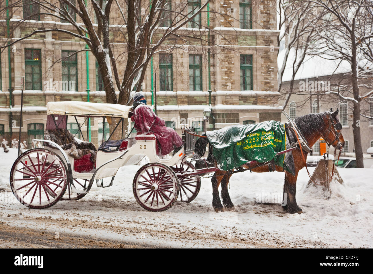 Fahrer mit Pferd und Wagen, alte Quebec Stadt, Quebec, Kanada. Stockfoto