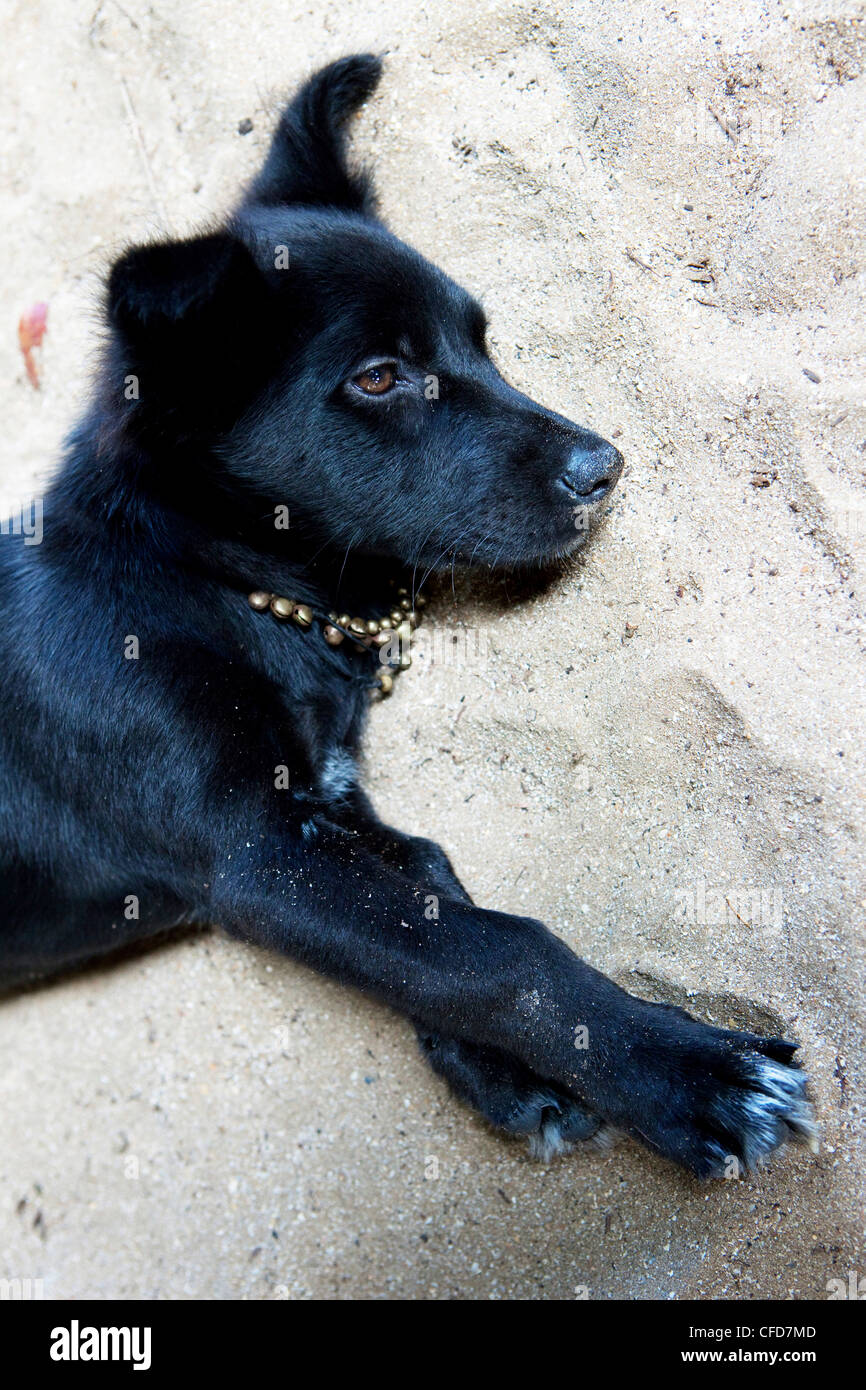 Kleiner Hund mit einem Halsband gemacht der Glocken an einem Strand von Koh Jum, Koh Jum, Andamanensee, Thailand Stockfoto