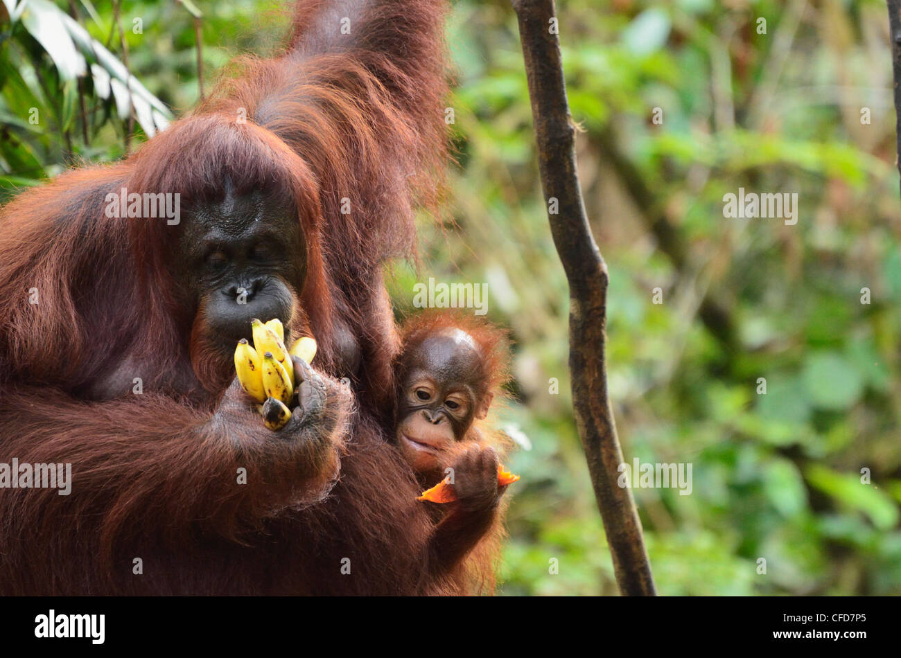 Orang-Utan (Pongo Borneo), Semenggoh Wildlife Reserve, Sarawak, Borneo, Malaysia, Südostasien, Asien Stockfoto