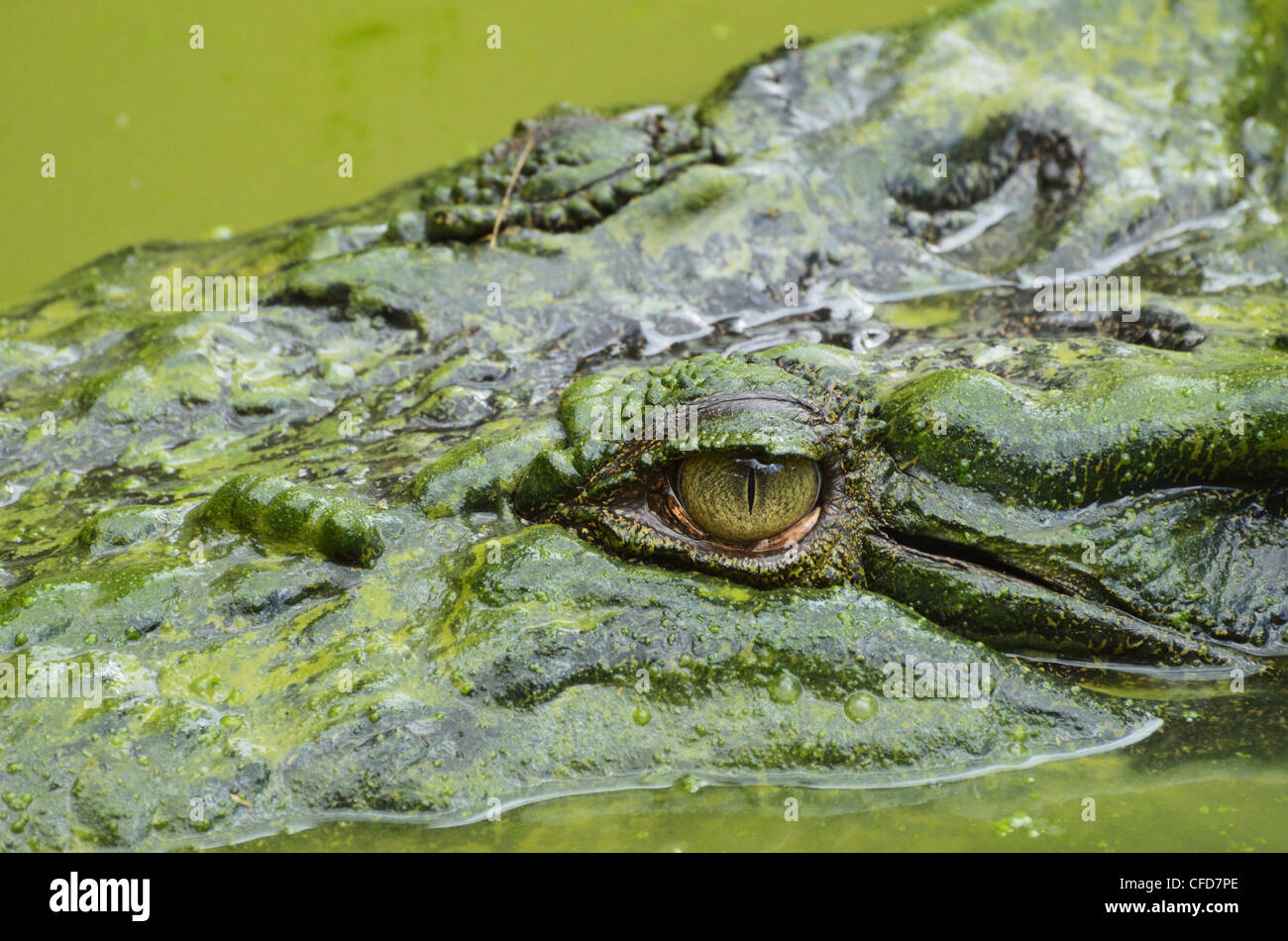 Salzwasser () Leistenkrokodil (Crocodylus Porosus), Sarawak, Borneo, Malaysia, Südostasien, Asien Stockfoto