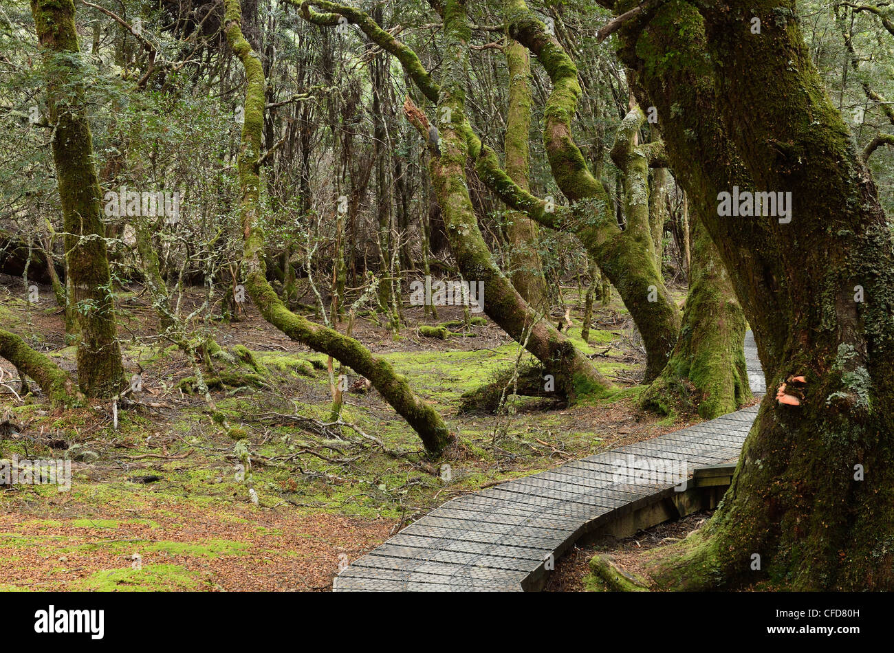 Boardwalk durch gemäßigten Regenwald, Cradle Mountain-Lake St. Clair National Park, Tasmanien, Australien Stockfoto
