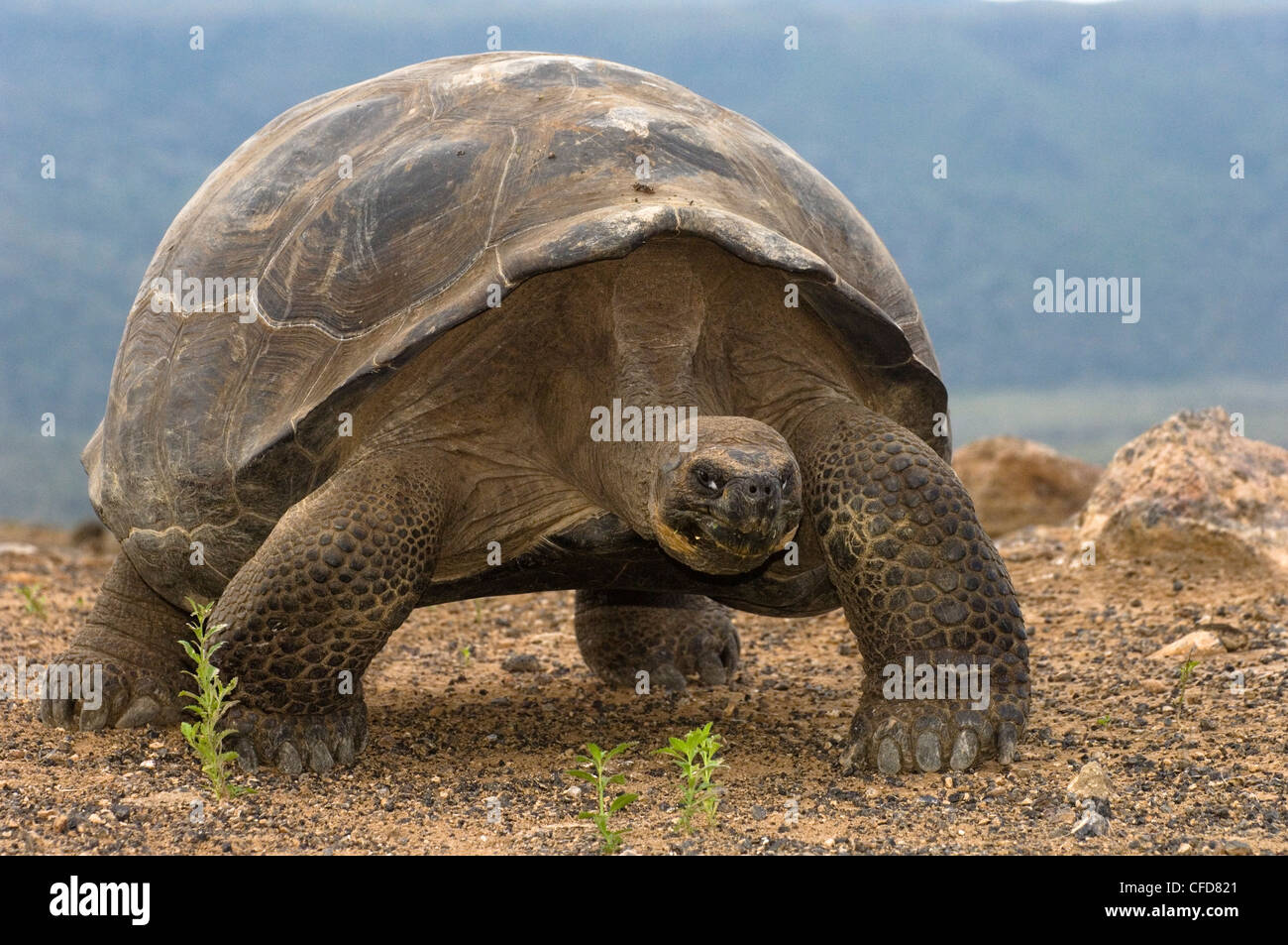 Galapagos-Riesenschildkröte, Alcedo Vulkans Kraterboden, Isabela Island, Galapagos-Inseln, Ecuador, Südamerika. Stockfoto