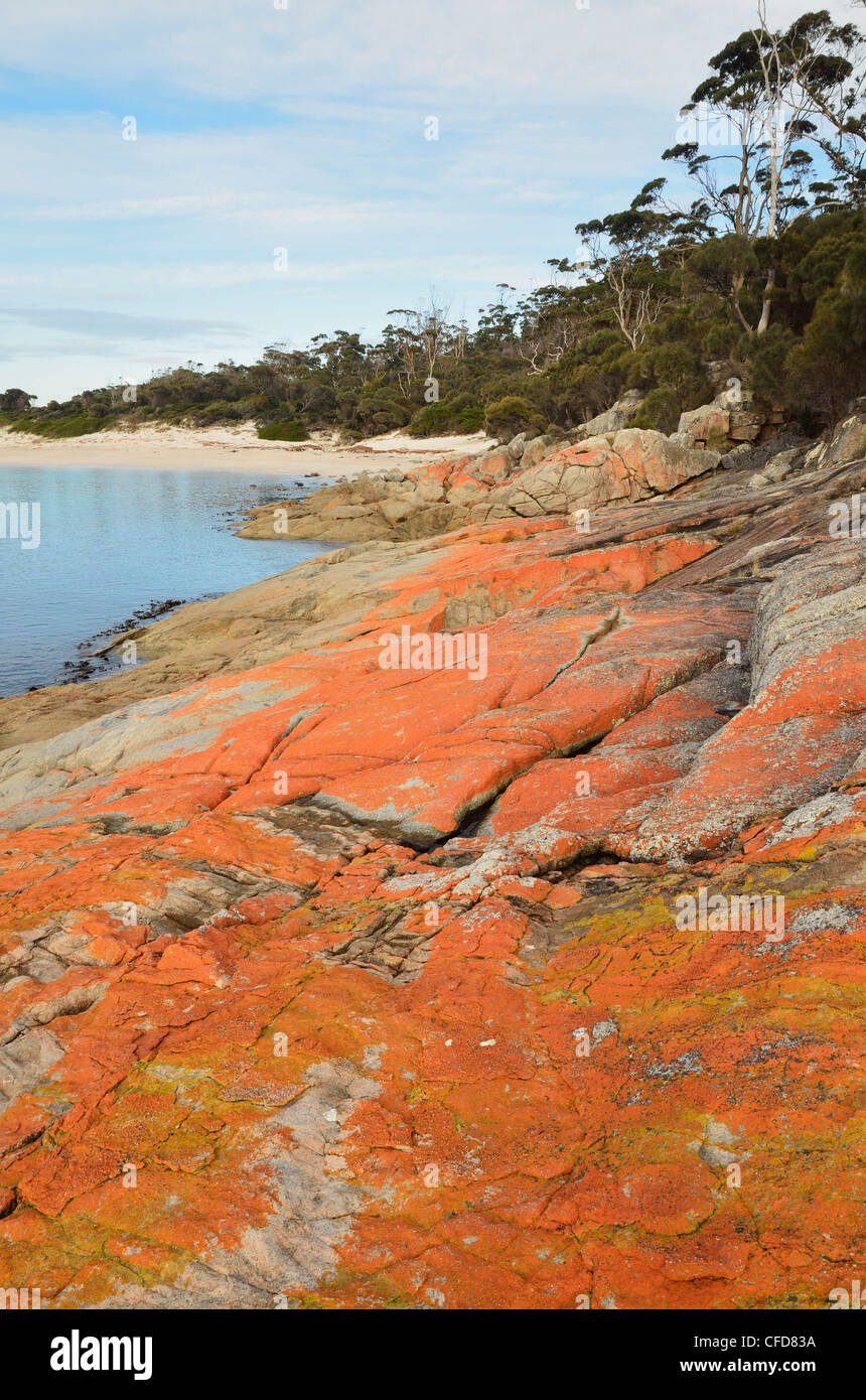 Roten Flechten auf Felsen, Wineglass Bay, Freycinet National Park, Freycinet Peninsula, Tasmanien, Australien, Pazifik Stockfoto