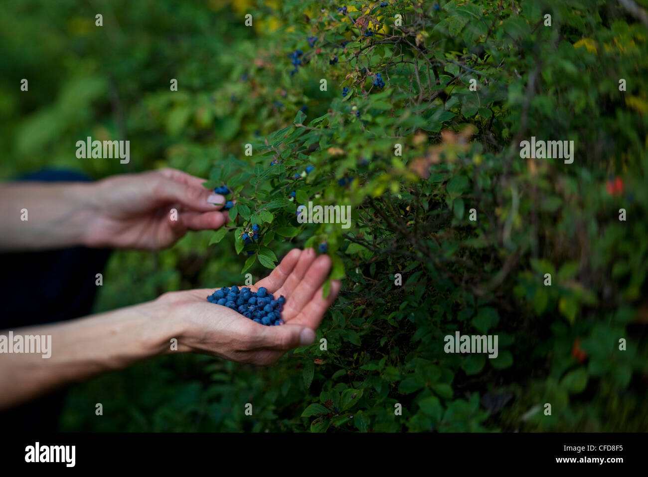 Beeren pflücken beim Kanufahren in Wabakimi Provinical Park, Ontario, Kanada Stockfoto