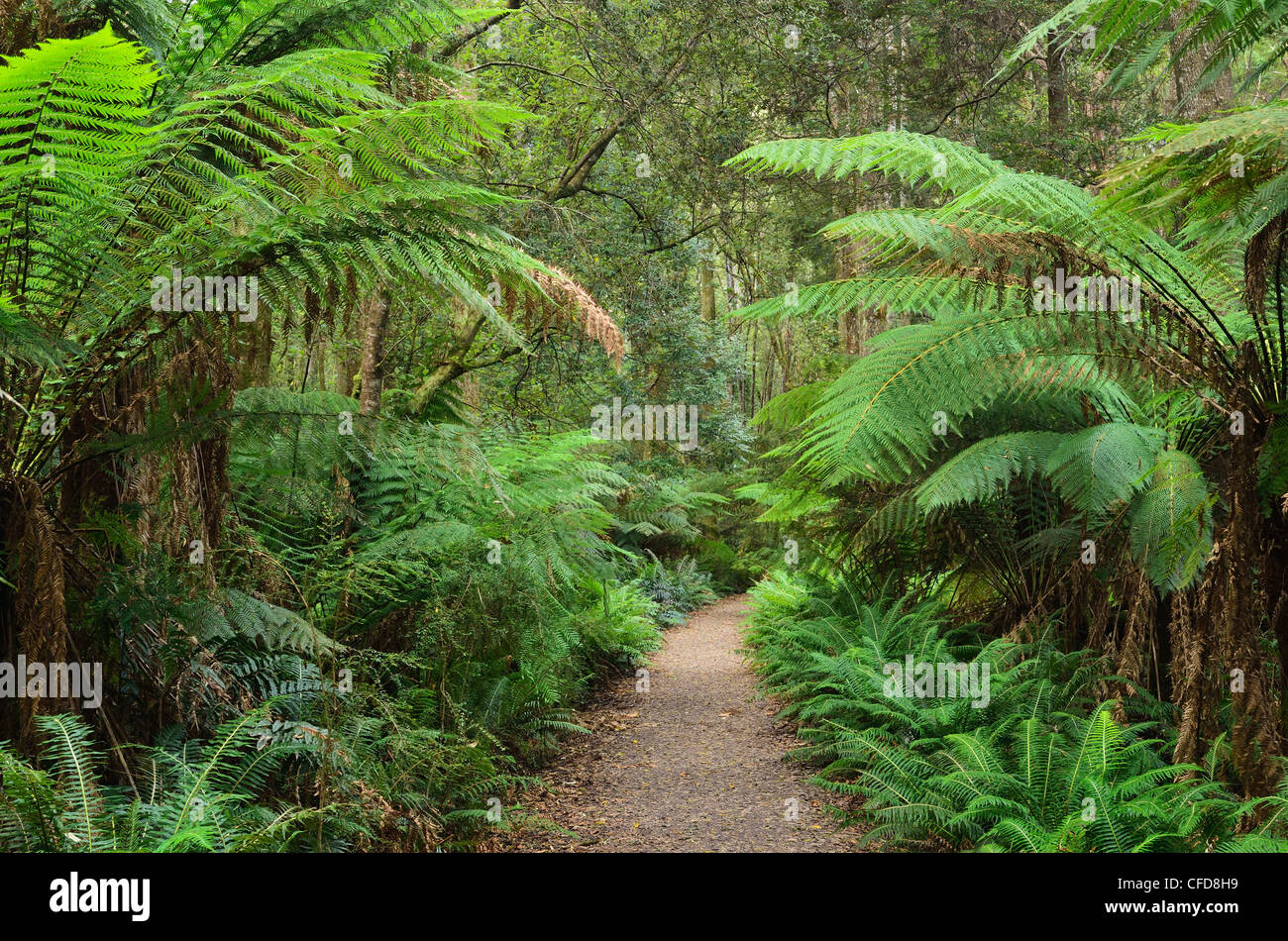 Wanderweg durch gemäßigten Regenwald, Strahan, Tasmanien, Australien, Pazifik Stockfoto