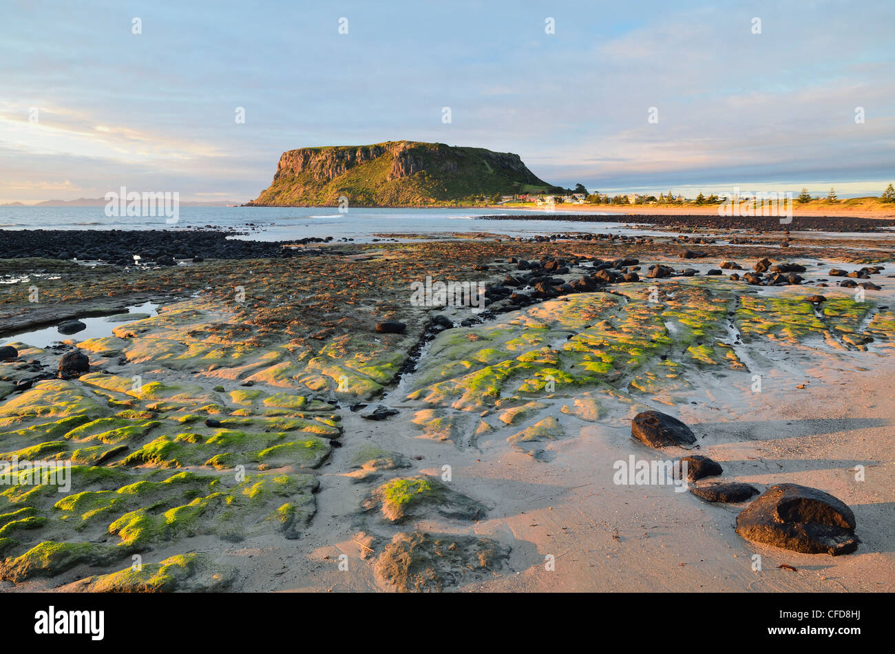 Nuss, runden Kopf, Stanley, Tasmanien, Australien, Pazifik Stockfoto