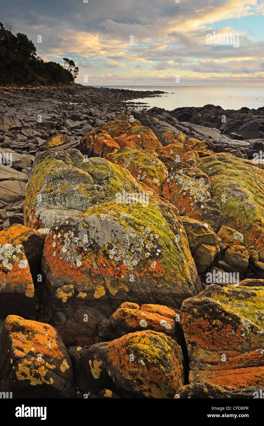 Flechten bedeckt Felsen, Ufer am grünen Strand, Tasmanien, Australien, Pazifik Stockfoto