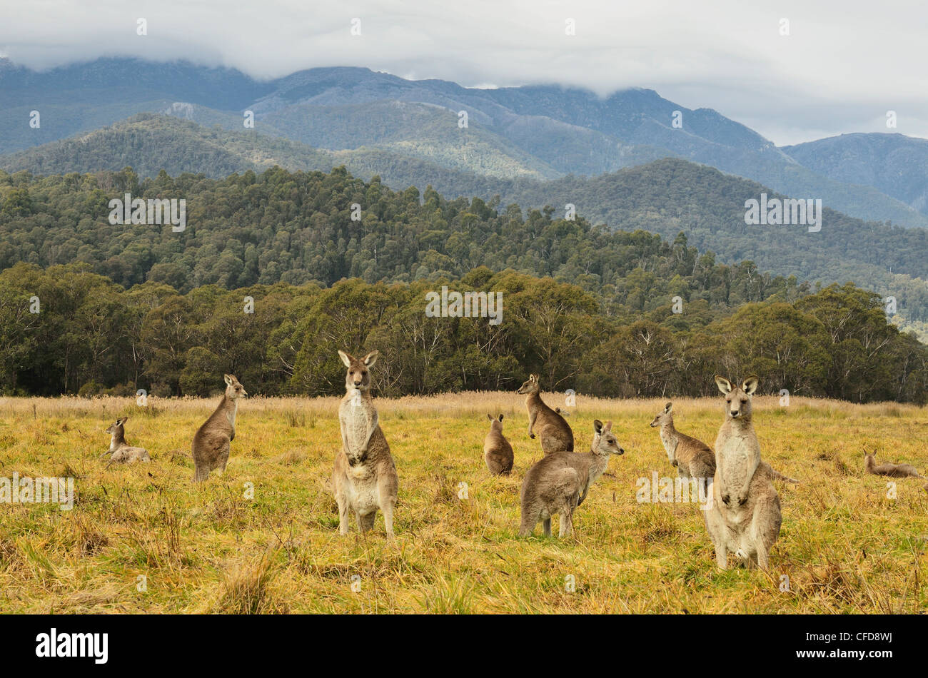 Östliche graue Kängurus, Geehi, Kosciuszko-Nationalpark, New South Wales, Australien, Pazifik Stockfoto