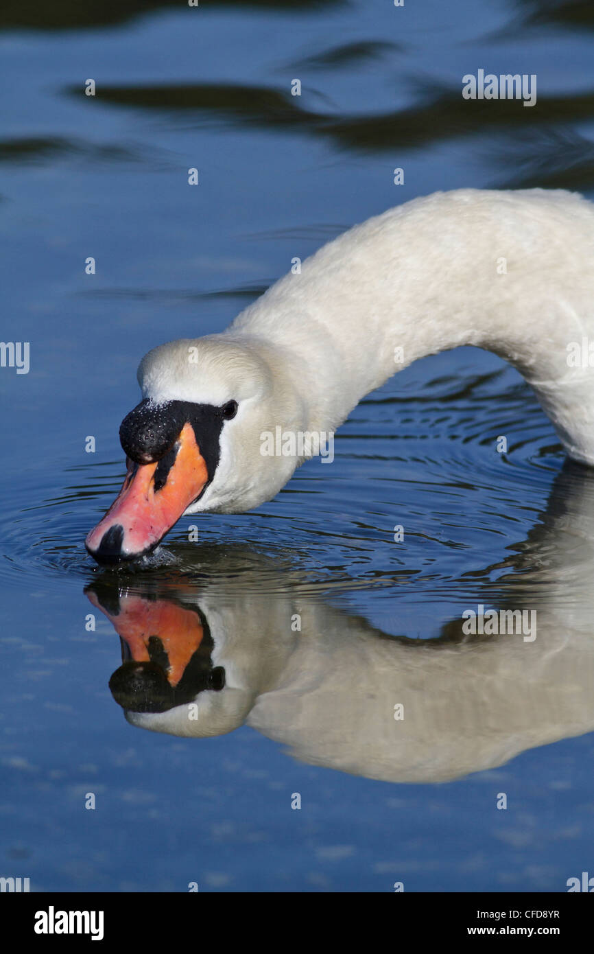 Mute Swan (Cygnus Olor) schwimmen in einem Teich in der Nähe von Victoria, BC, Kanada. Stockfoto