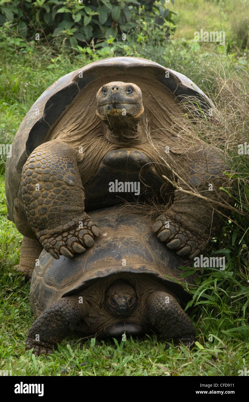 Galapagos Riesenschildkröten Paarung, Alcedo Vulkan Krater Stock, Isabela Island, Galapagos-Inseln, Ecuador, Südamerika. Stockfoto