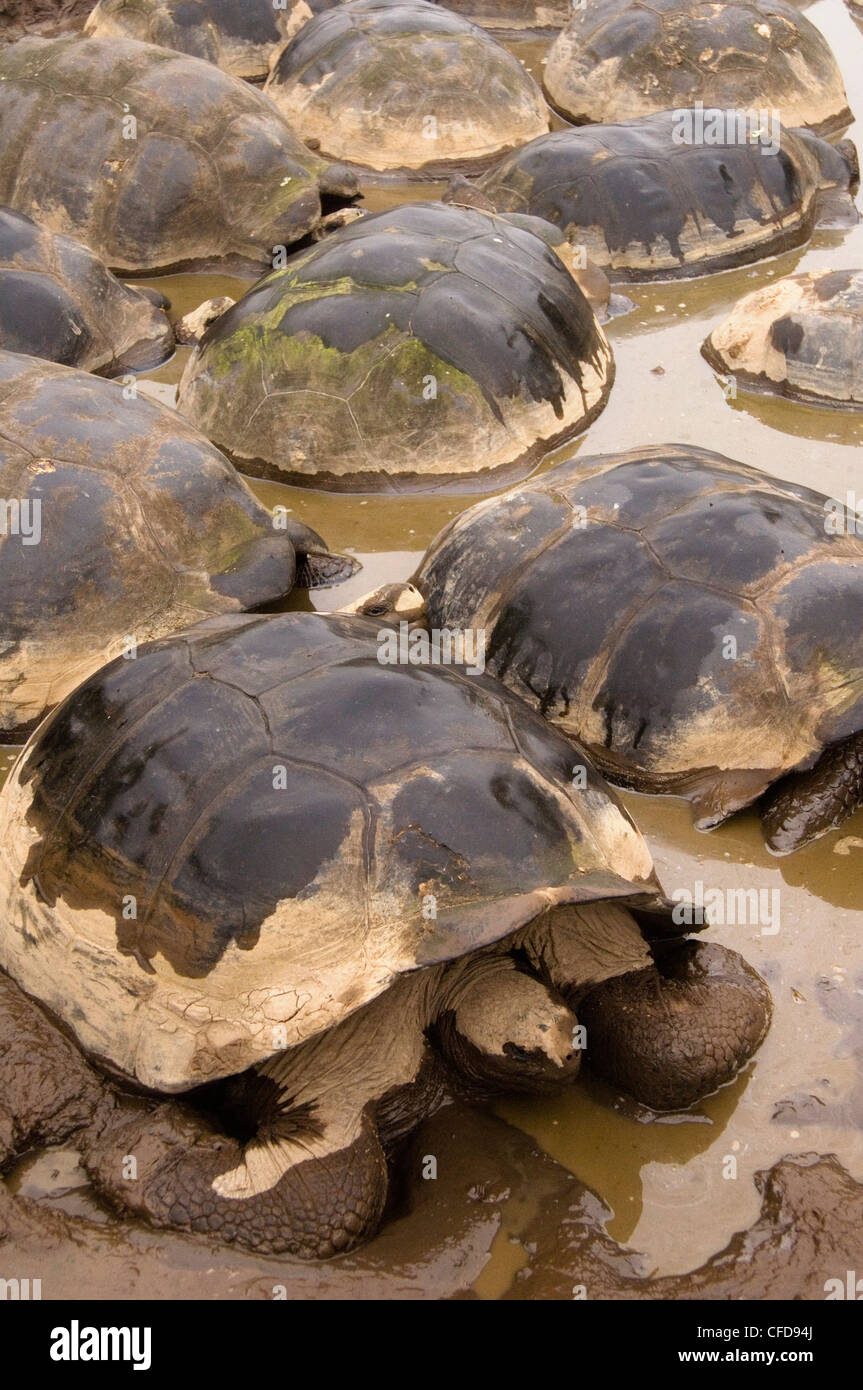 Galapagos-Riesenschildkröten, Alcedo Vulkans Kraterboden, Isabela Island, Galapagos-Inseln, Ecuador, Südamerika. Stockfoto