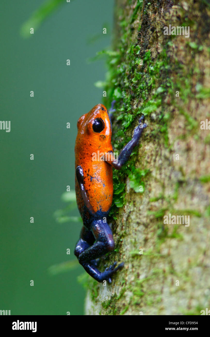 Strawberry Poison Dart Frog thront auf einem Ast in Costa Rica. Stockfoto