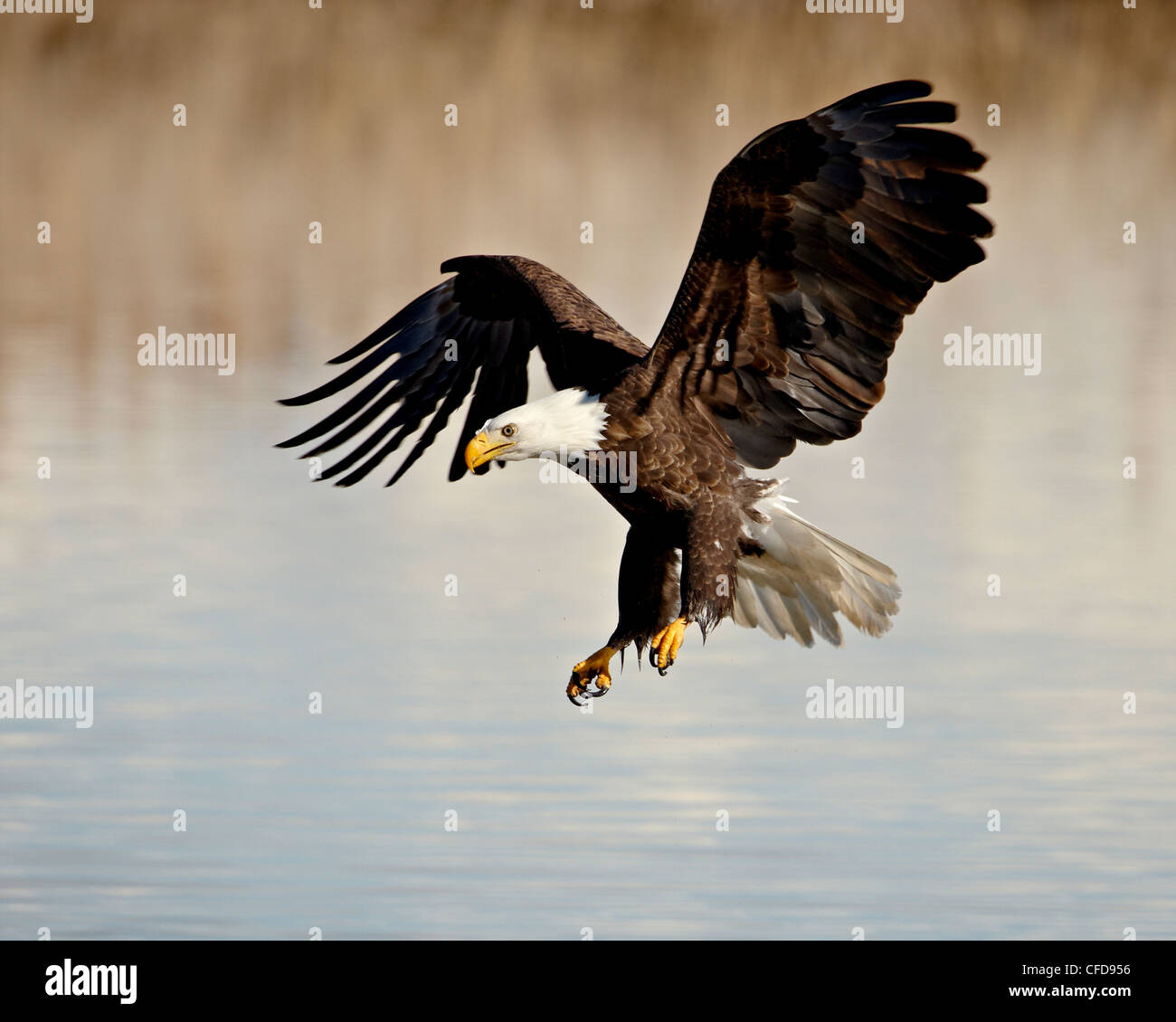 Weißkopf-Seeadler (Haliaeetus Leucocephalus) während des Fluges im Endanflug, Farmington Bay, Utah, Vereinigte Staaten von Amerika, Stockfoto