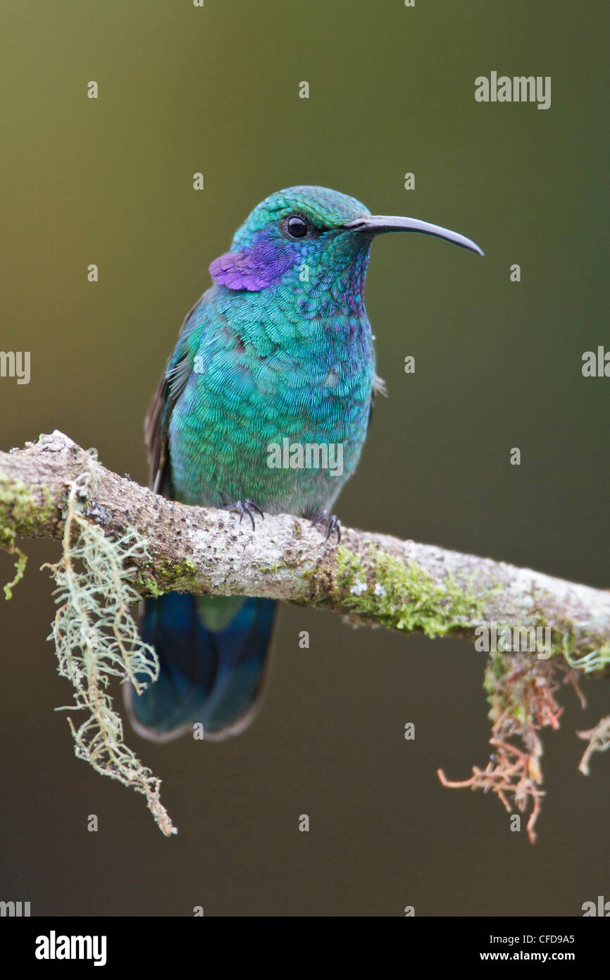 Grünes violett-Ohr (Colibri Thalassinus) thront auf einem Ast in Costa Rica. Stockfoto