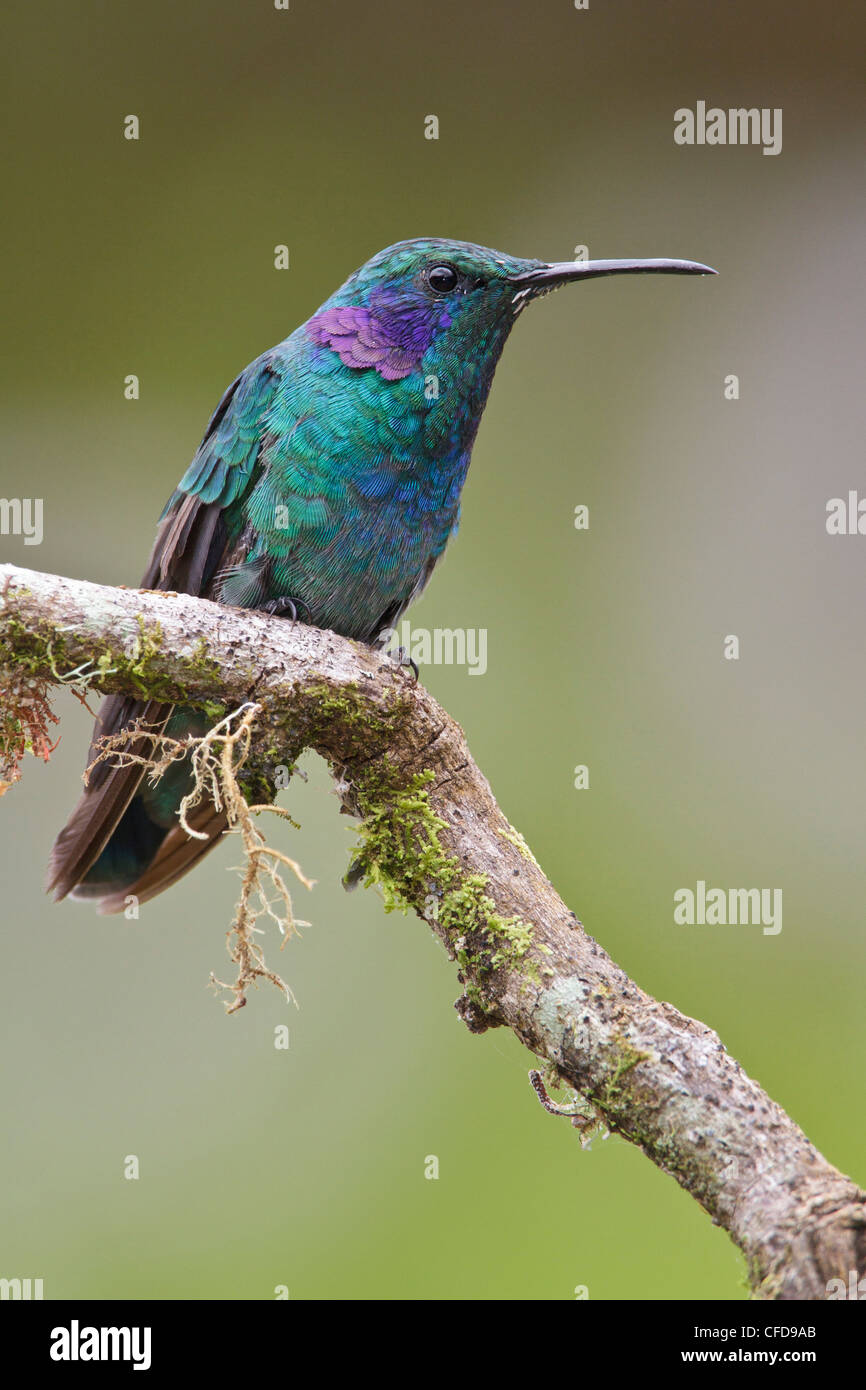 Grünes violett-Ohr (Colibri Thalassinus) thront auf einem Ast in Costa Rica. Stockfoto