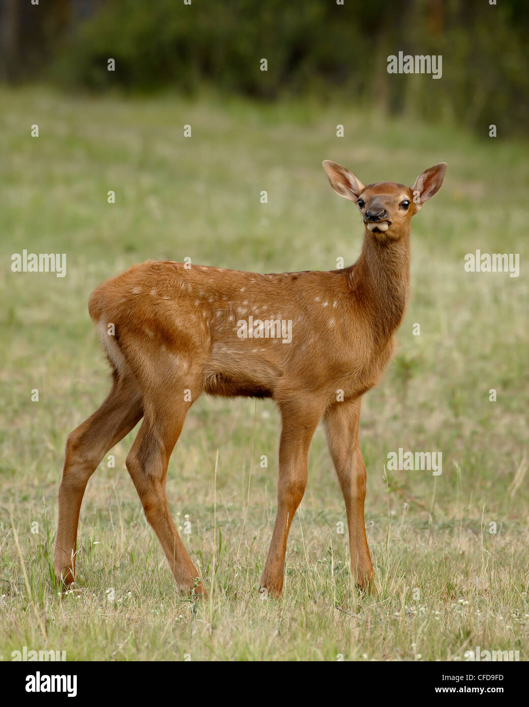Elche (Cervus Canadensis) Kalb, Jasper Nationalpark, Alberta, Kanada, Stockfoto