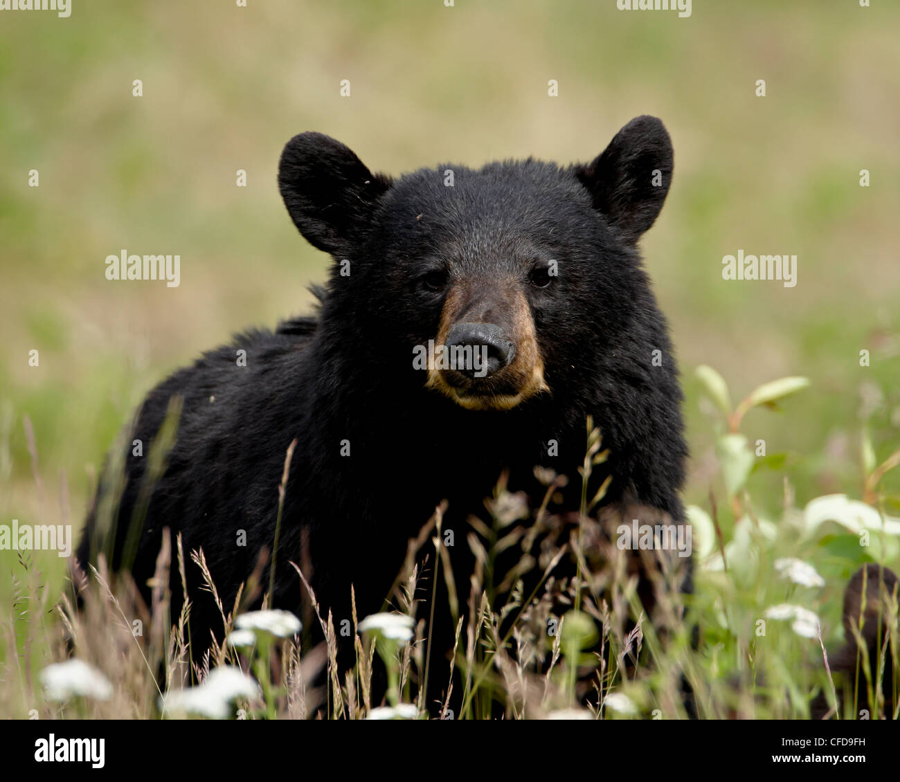Schwarzer Bär (Ursus Americanus), Alaska Highway, British Columbia, Kanada Stockfoto