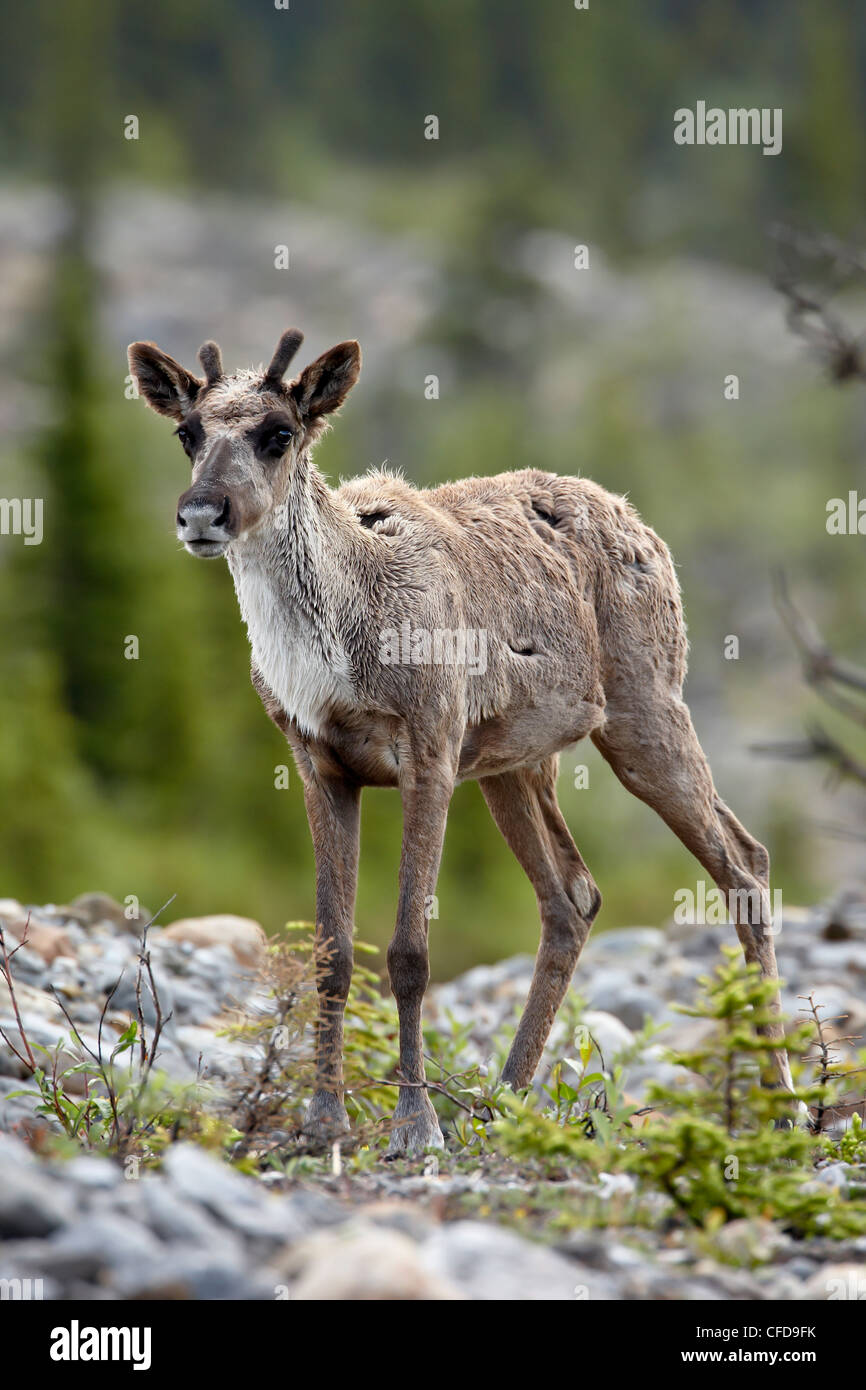 Woodland Caribou (Rangifer Caribou) Kalb, Stone Mountain Provincial Park in British Columbia, Kanada, Stockfoto