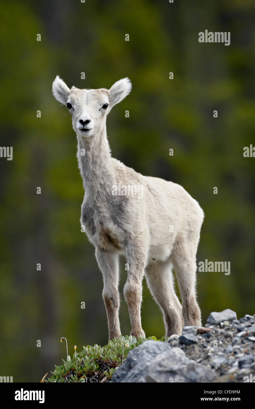 Stone Schaf (Ovis Dalli Stonei) Lamm, Muncho Lake Provincial Park, Britisch-Kolumbien, Kanada, Stockfoto