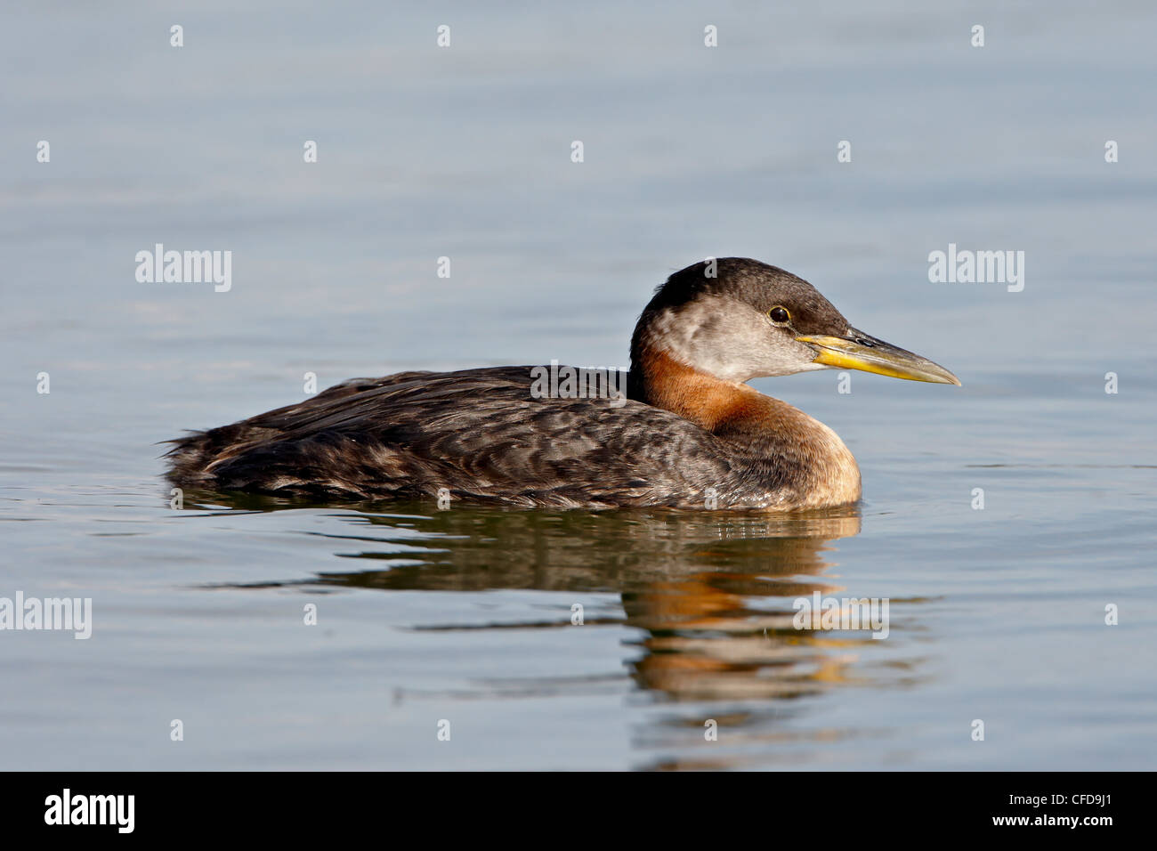 Red-necked Grebe (Podiceps Grisegena), Wasilla, Alaska, Vereinigte Staaten von Amerika, Stockfoto