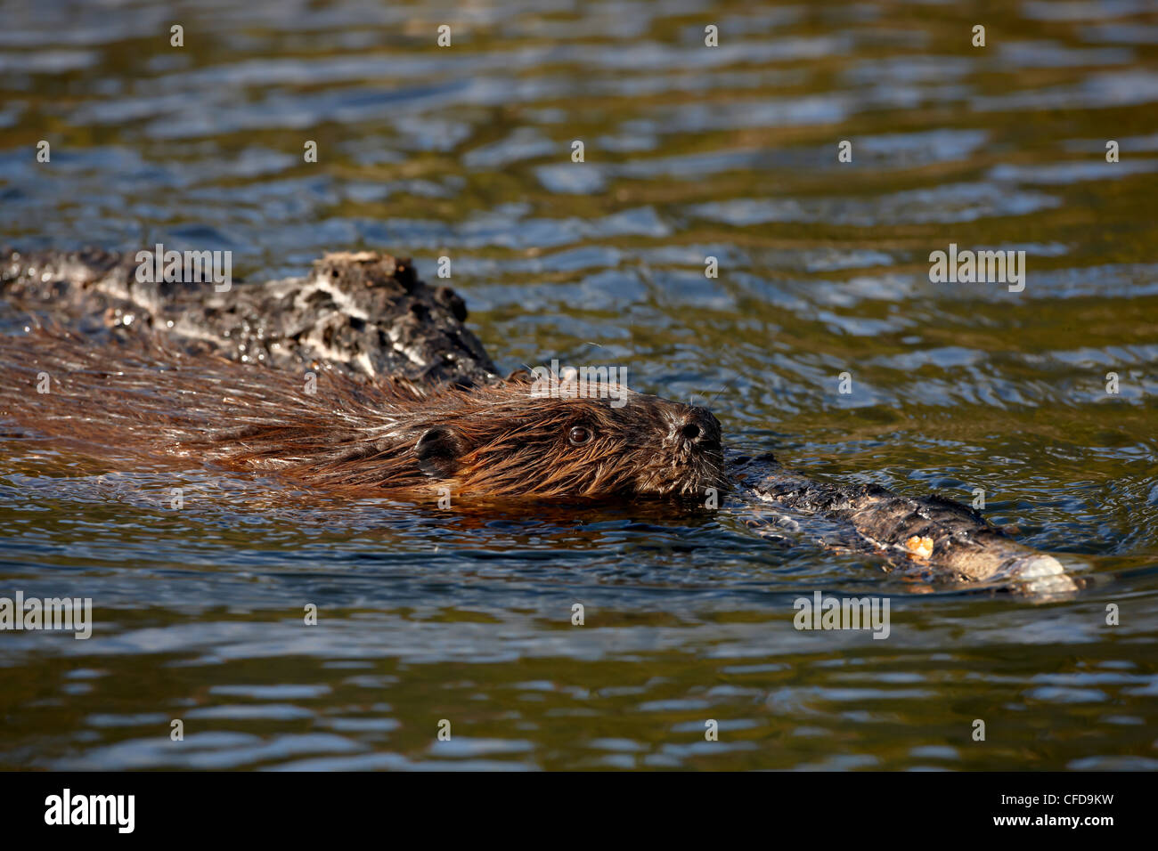 Biber (Castor Canadensis) mit Essen, Schwimmen, Denali Nationalpark und Reservat, Alaska, Vereinigte Staaten von Amerika Stockfoto