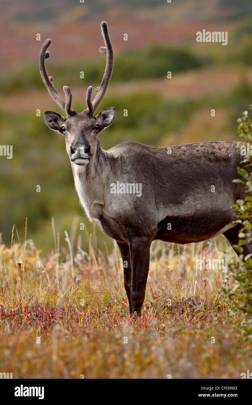 Porcupine Caribou (Rangifer Tarandus Granti) Kuh unter den Farben des Herbstes, Denali Nationalpark und Reservat, Alaska, USA Stockfoto