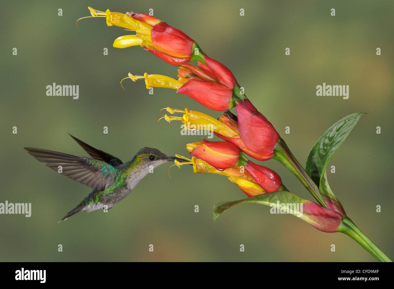 Violett-gekrönter Woodnymph (Thalurania Columbica) fliegen und Fütterung eine Blume in Costa Rica. Stockfoto