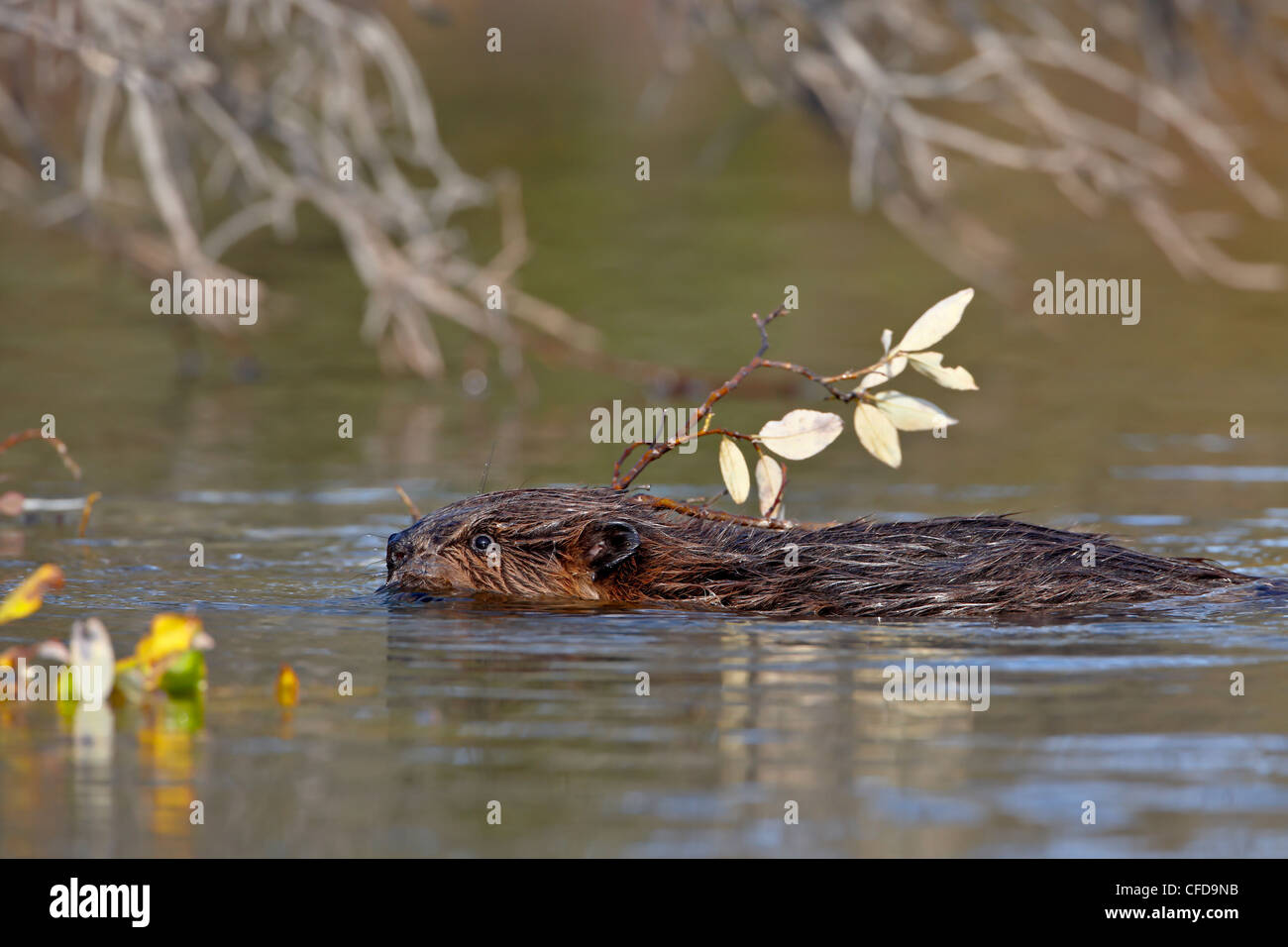Biber (Castor Canadensis) mit Essen, Schwimmen, Denali Nationalpark und Reservat, Alaska, Vereinigte Staaten von Amerika Stockfoto