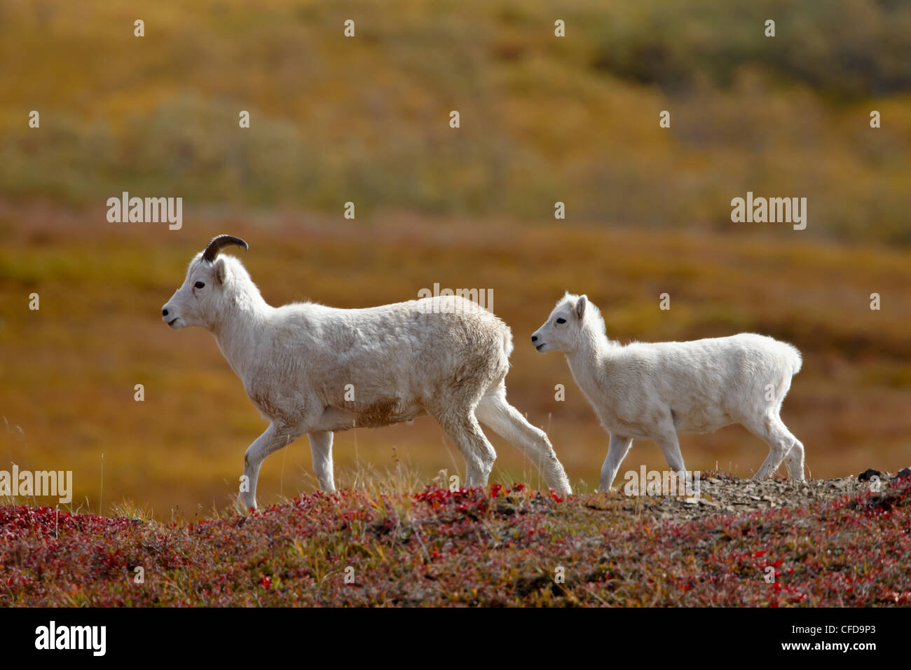 Juvenile Dall-Schafe (Ovis Dalli) und Lamm unter Herbstfarben, Denali Nationalpark und Reservat, Alaska, Vereinigte Staaten von Amerika Stockfoto