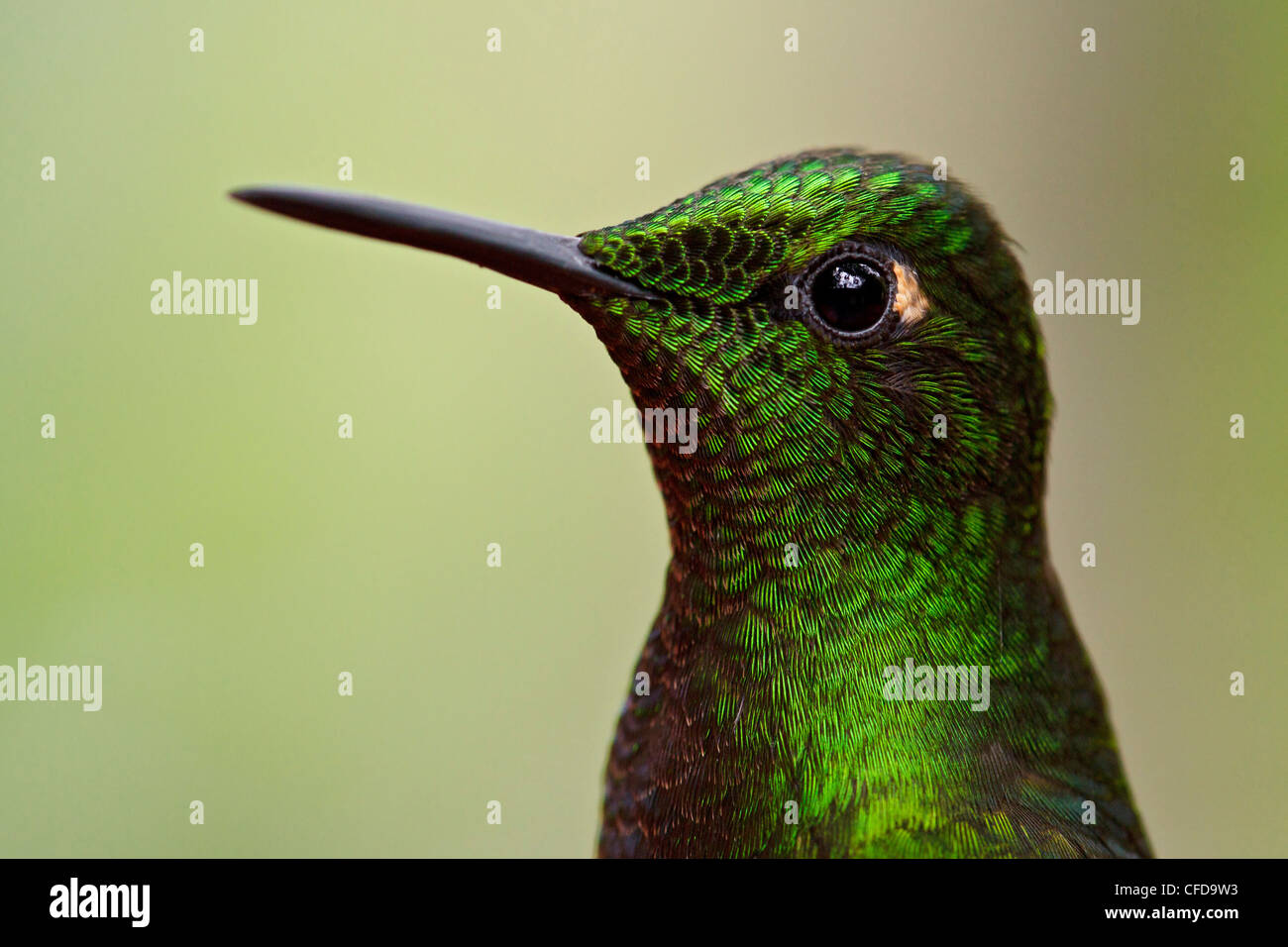 Buff-tailed Coronet (Boissonneaua Flavescens) thront auf einem Ast in Ecuador. Stockfoto