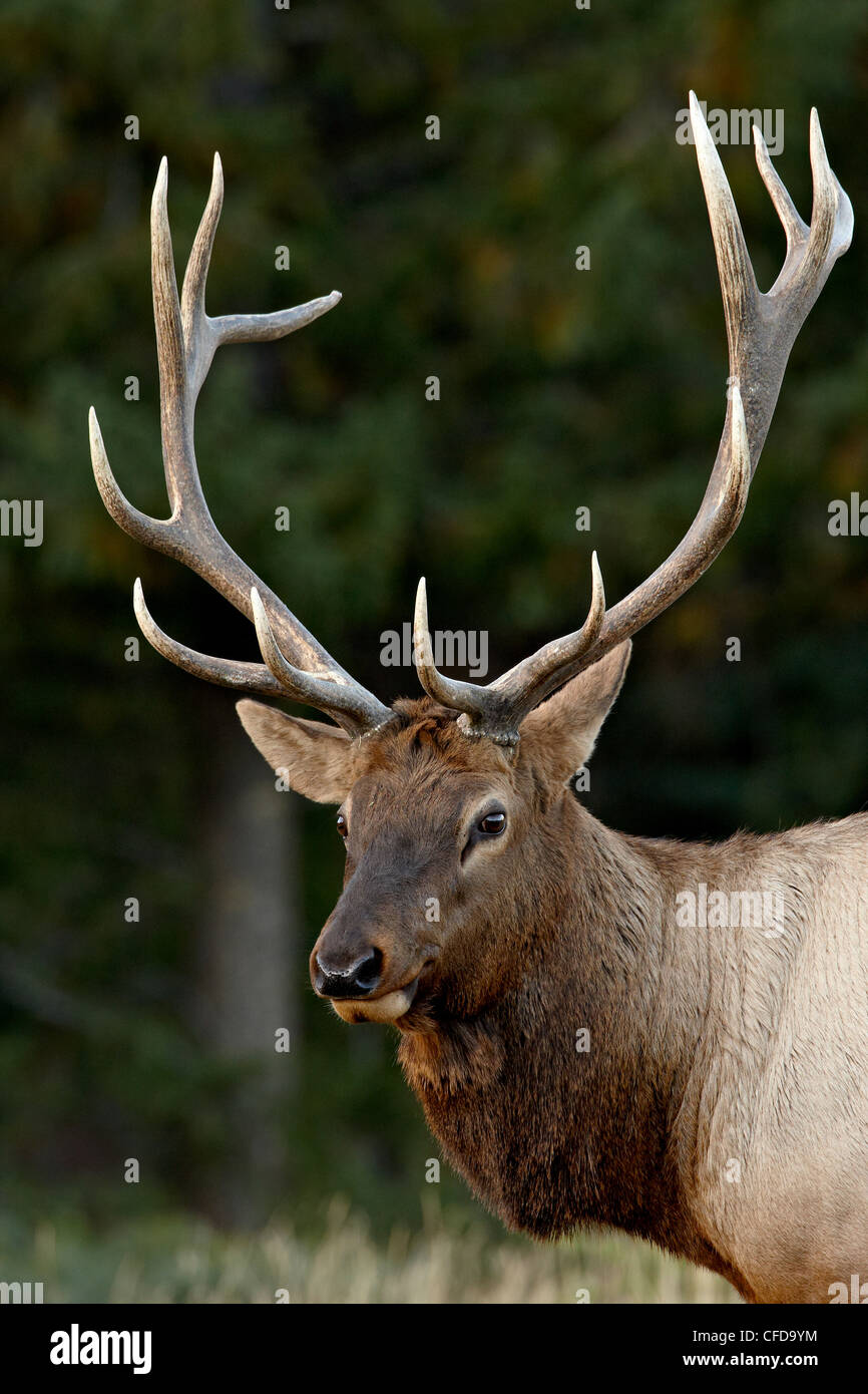 Stier Elche (Cervus Canadensis) im Herbst, Jasper Nationalpark, Alberta, Kanada, Stockfoto