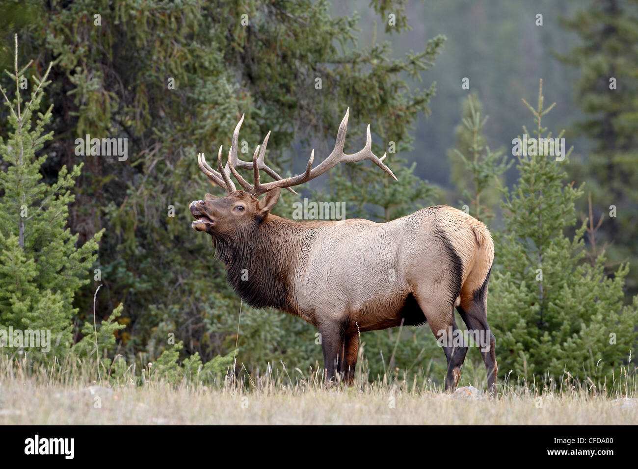 Stier Elche (Cervus Canadensis) demonstriert die Flehmen Antwort während der Brunft, Jasper Nationalpark, Alberta, Kanada Stockfoto