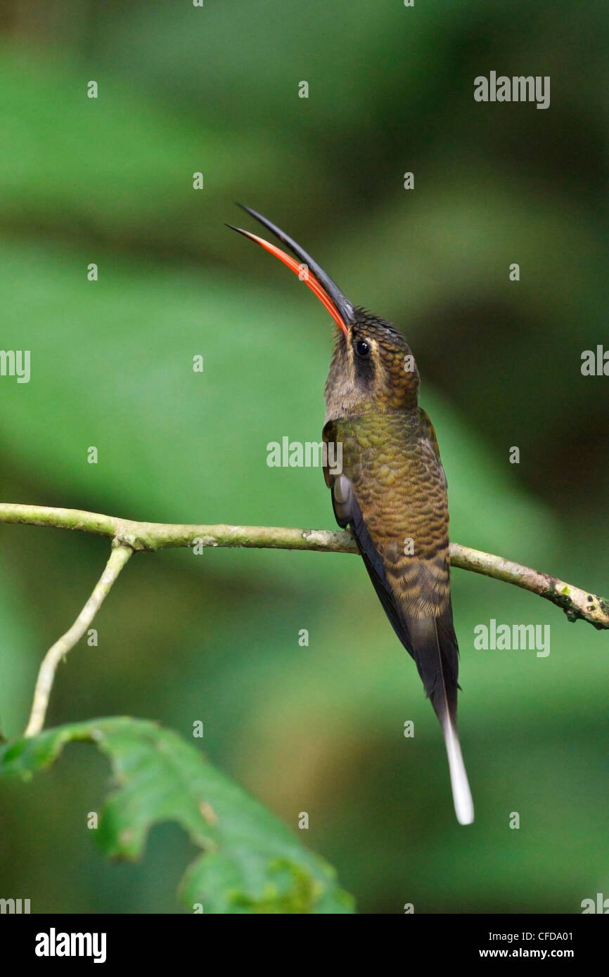 Groß-billed Einsiedler (Phaethornis Malaris) thront auf einem Ast in Ecuador. Stockfoto