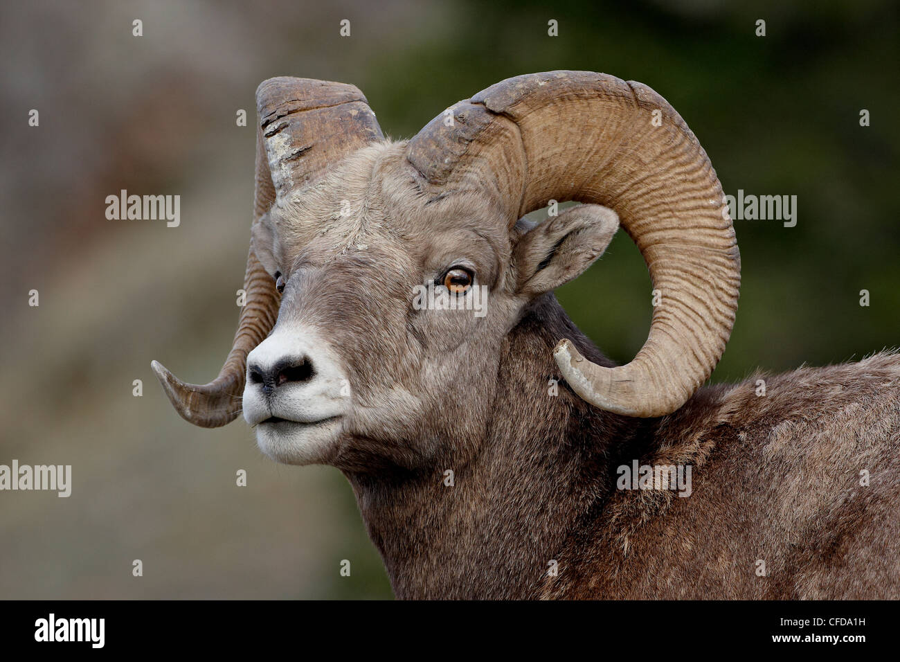 Bighorn Schafe (Ovis Canadensis) Ram, Jasper Nationalpark, Alberta, Kanada, Stockfoto