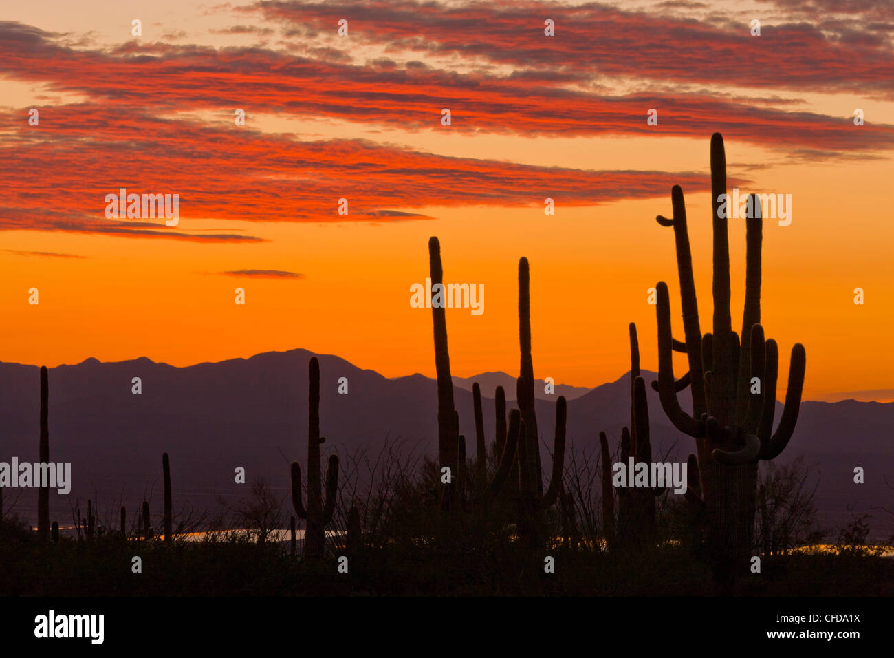 Saguaro, gigantischen Kaktus Carnegiea Gigantea bei Sonnenuntergang im Saguaro National Park (west), Arizona, USA Stockfoto