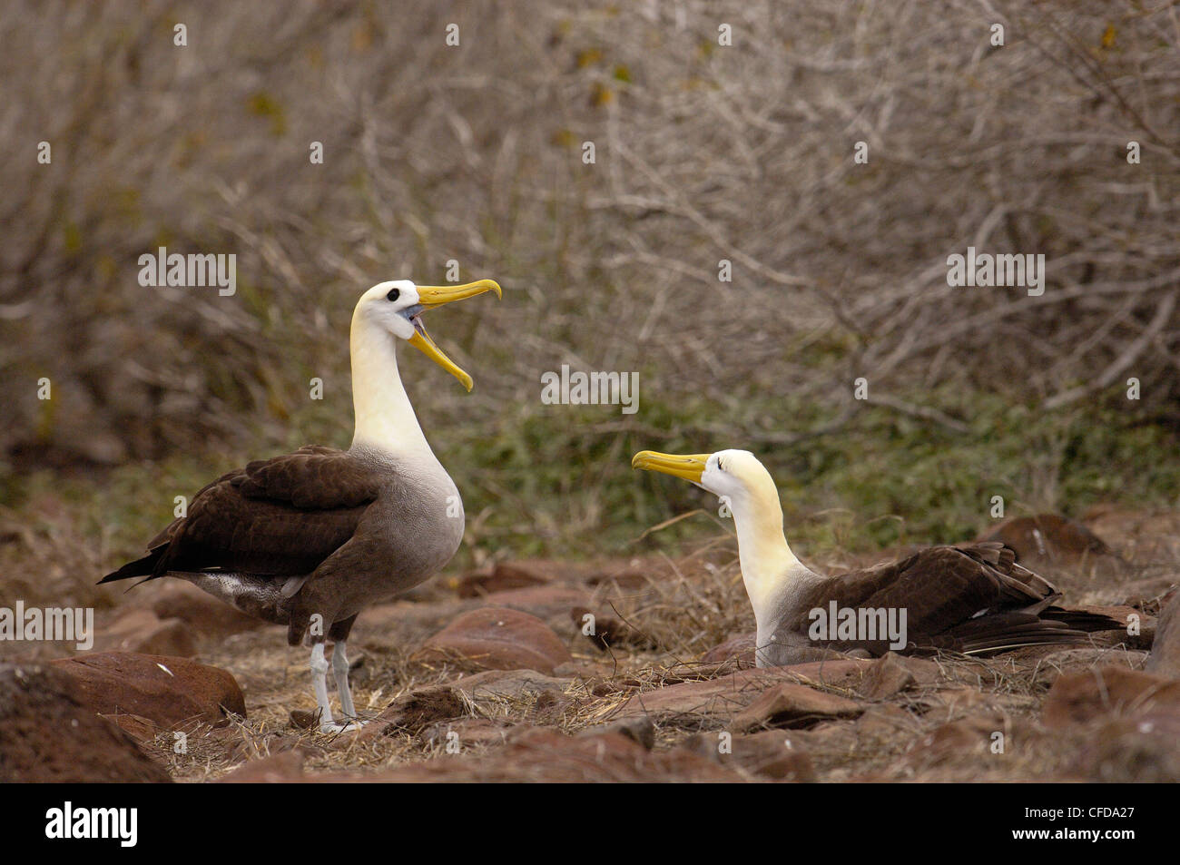 Winkte Albatross Balz, Punto Cevallos, Espanola (Haube) Insel, Galapagos-Inseln, Ecuador, Südamerika. Stockfoto
