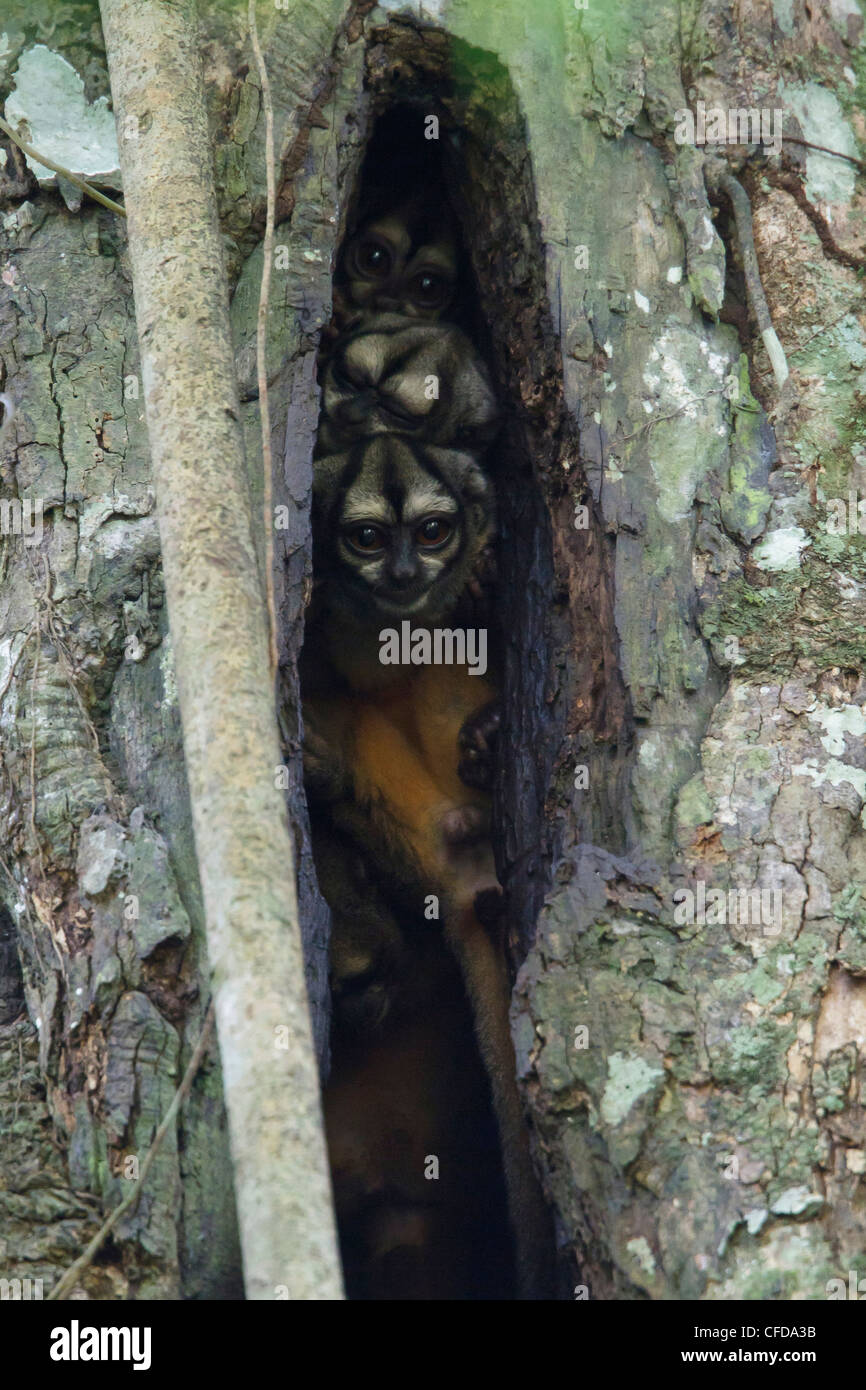 Nachtaktive Affen Verwurzelung in einem Baum im Amazonas Ecuadors. Stockfoto