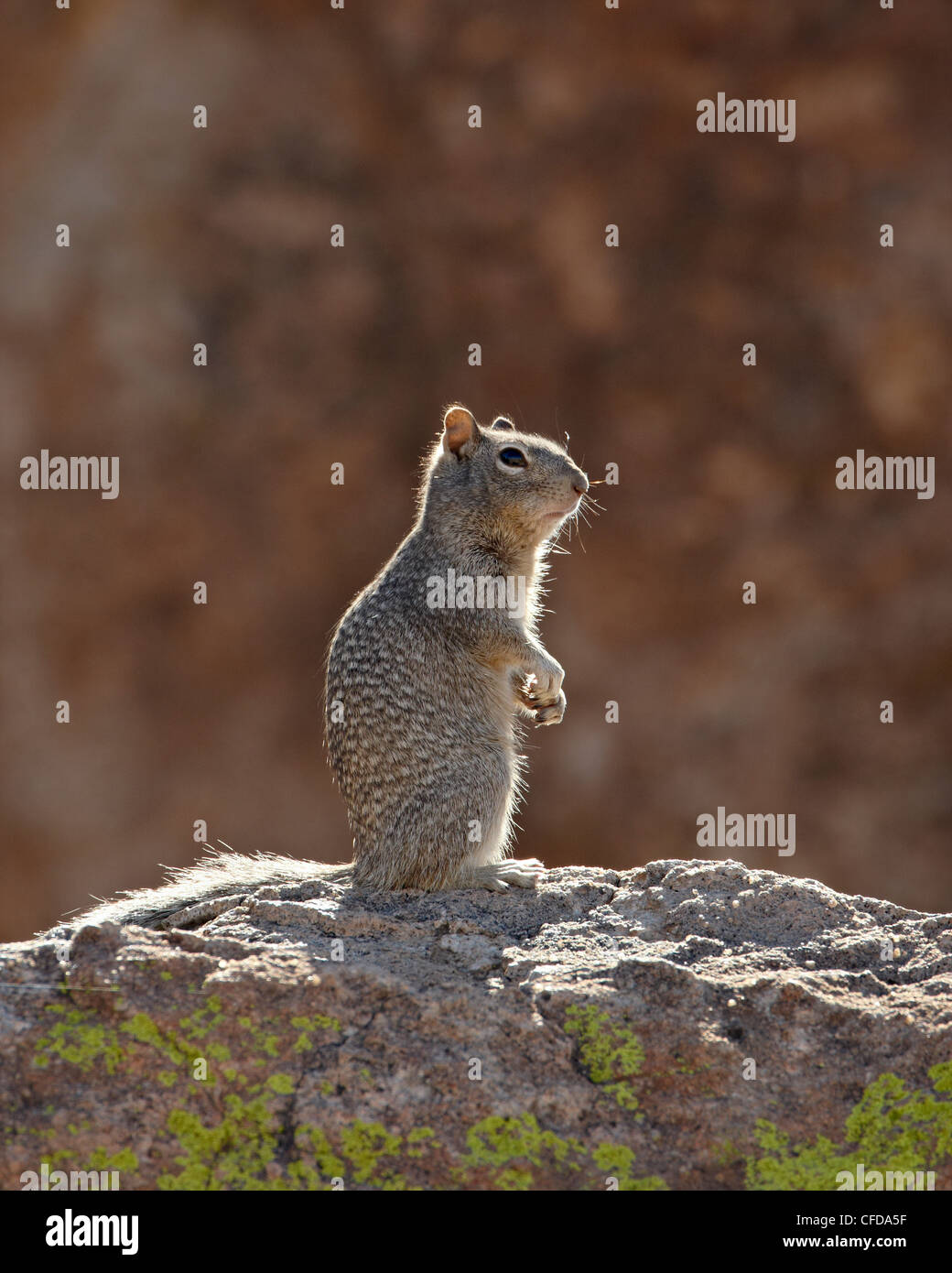 Rock Eichhörnchen (Spermophilus Variegatus), Stadt von Felsen State Park, New Mexico, Vereinigte Staaten von Amerika Stockfoto