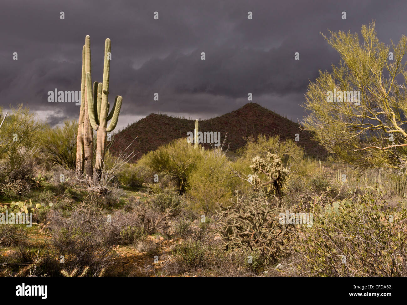 Saguaro, gigantischen Kaktus Carnegiea Gigantea in Arizona, USA Stockfoto