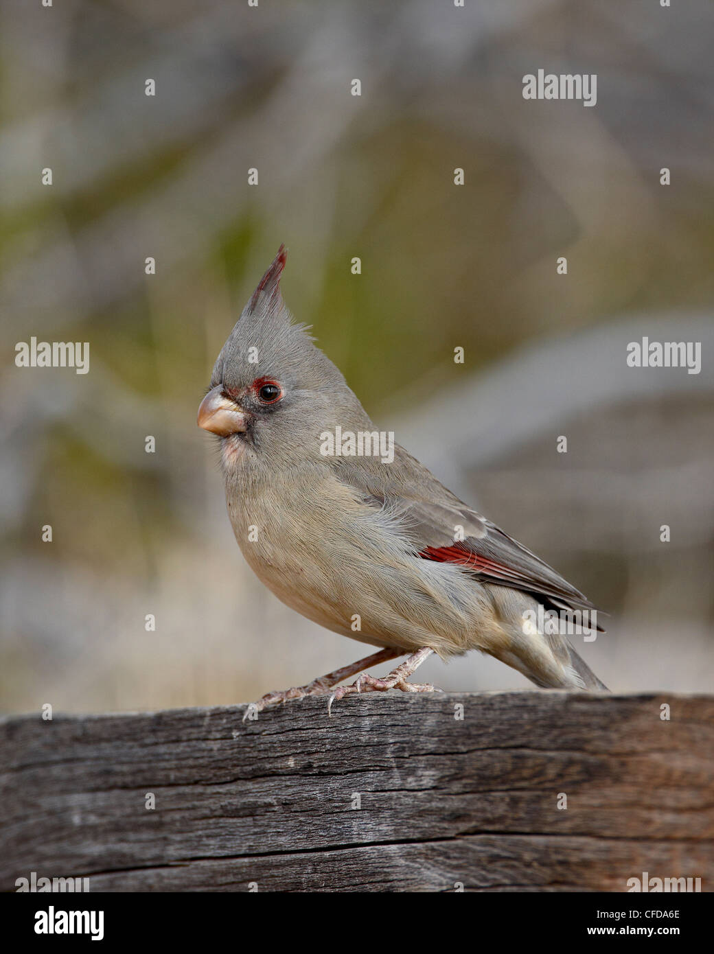 Weibliche Pyrrhuloxia (Cardinalis Sinuatus), Caballo Lake State Park, New Mexico, Vereinigte Staaten von Amerika Stockfoto