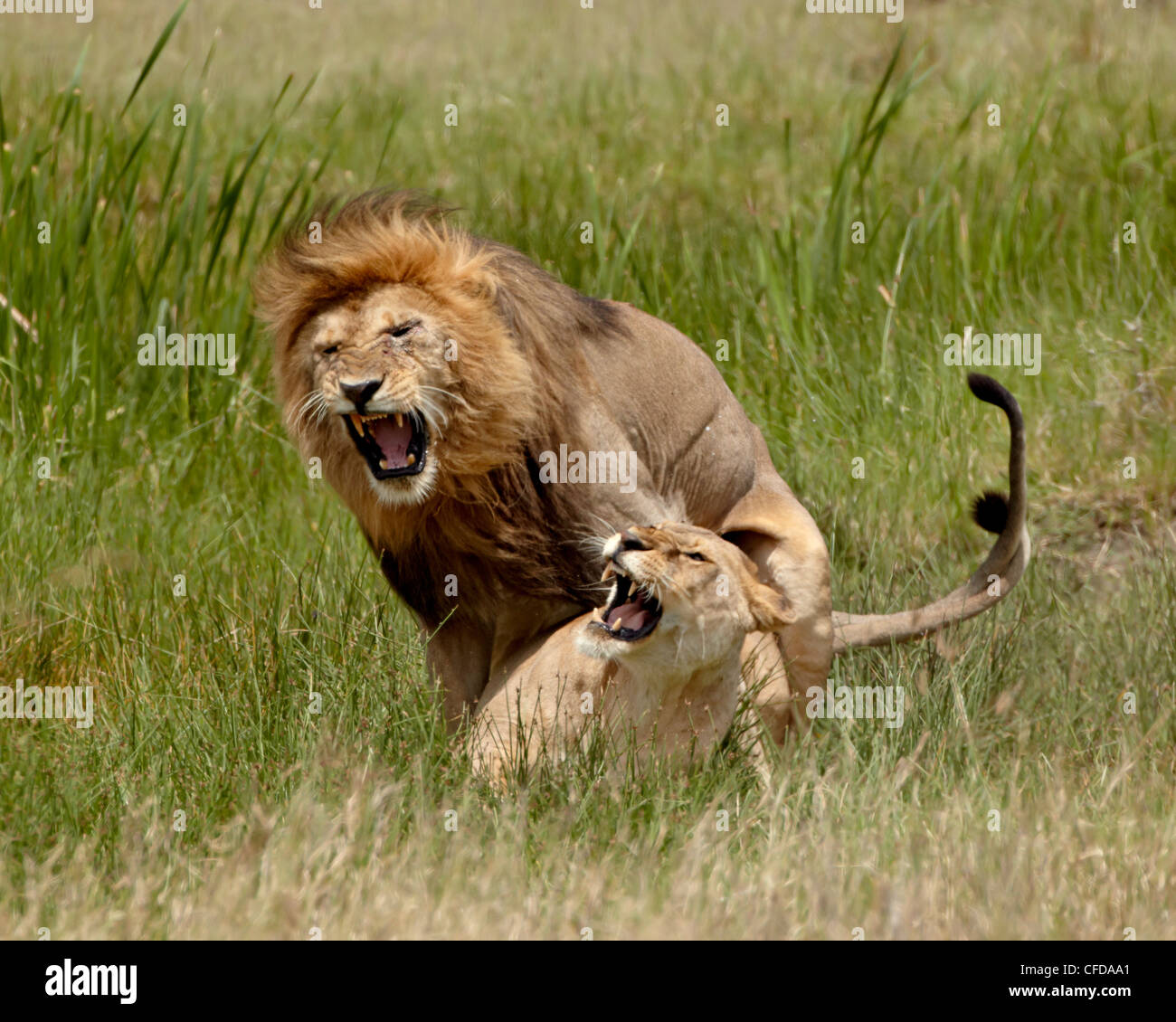 Löwen (Panthera Leo) Paaren, Serengeti Nationalpark, Tansania, Ostafrika, Afrika Stockfoto