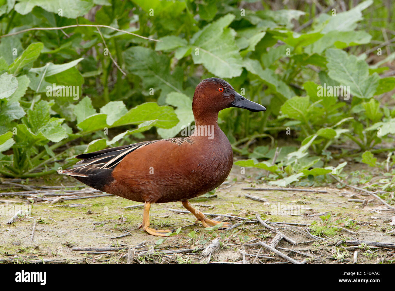 Männliche Zimt Petrol / (Anas Cyanoptera), San Jacinto Wildlife Area, Kalifornien, Vereinigte Staaten von Amerika, Stockfoto