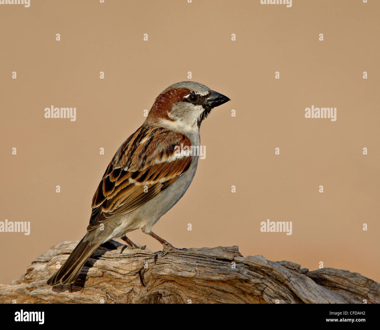 Haussperling (Passer Domesticus), The Pond, Amado, Arizona, Vereinigte Staaten von Amerika Stockfoto