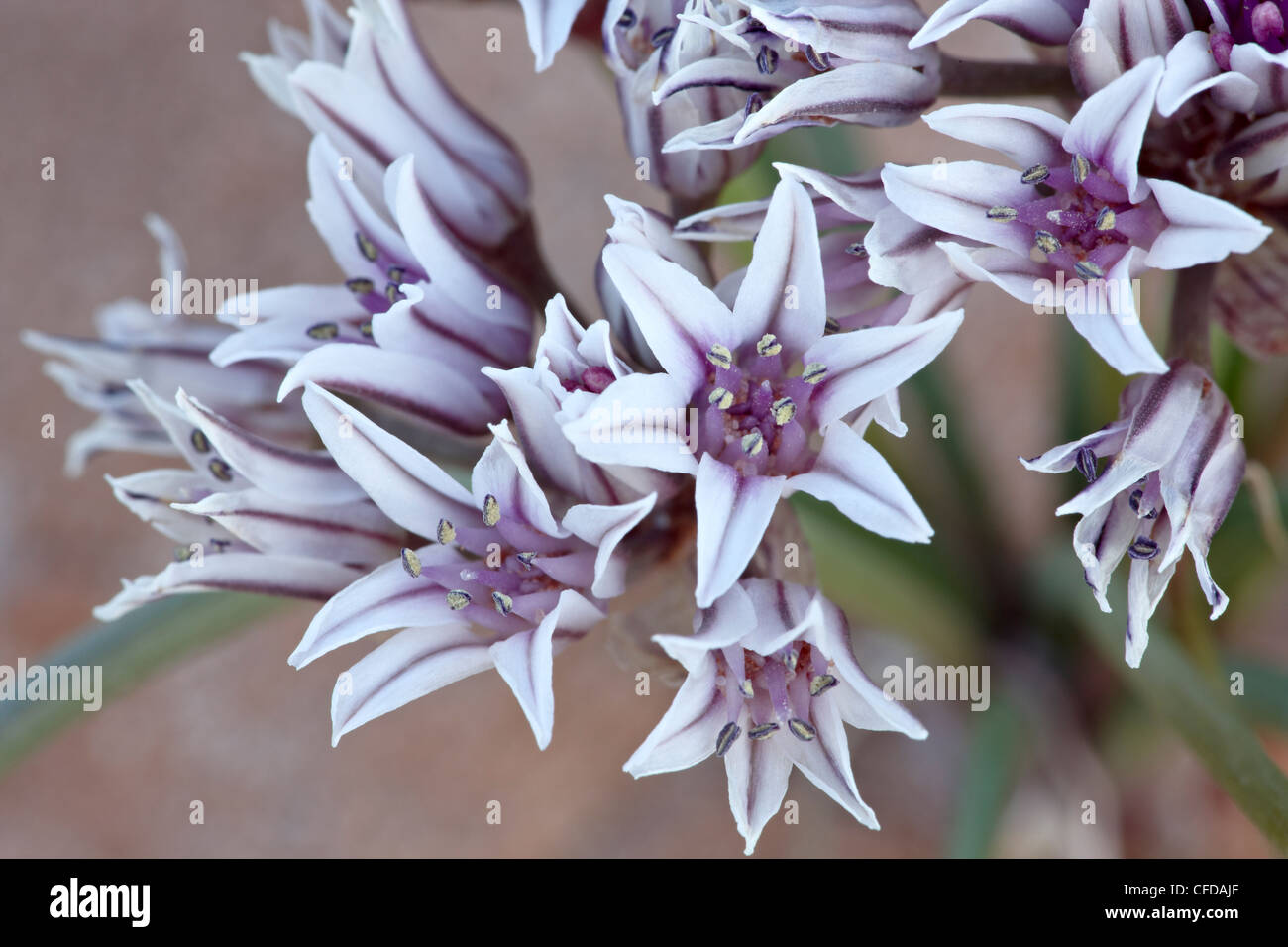 Prairie wilde Zwiebel (Allium Textile), Goblin Valley State Park, Utah, Vereinigte Staaten von Amerika, Stockfoto