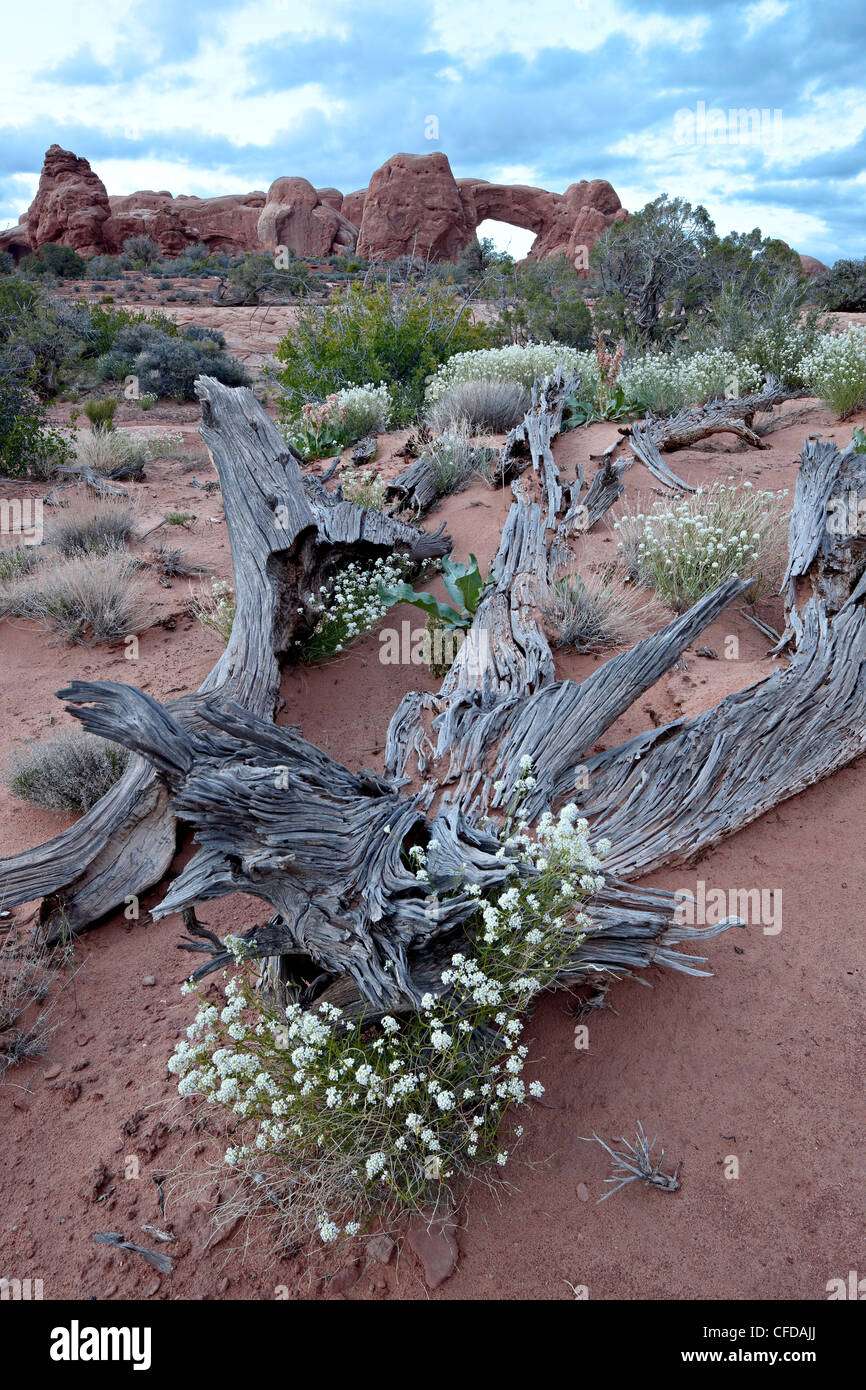 Roseata Gilia (Gilia Roseata) und Süd-Fenster, Arches-Nationalpark, Utah, Vereinigte Staaten von Amerika, Stockfoto