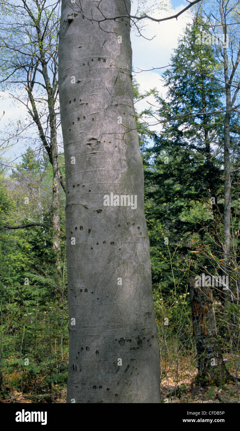 Kratzspuren (schwarzer Bär) auf amerikanische Buche (Fagus Grandifolia) Baum, Ontario, Kanada. Stockfoto