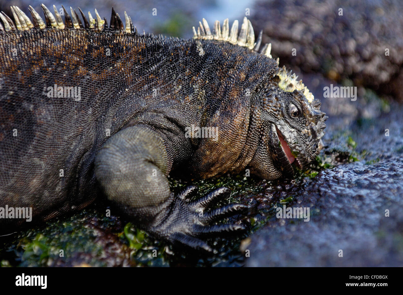 Marine Iguana Fütterung auf Meeressalat (Alva SP.), Puerto Egas, Insel Santiago, Galapagos-Inseln, Ecuador, Südamerika. Stockfoto