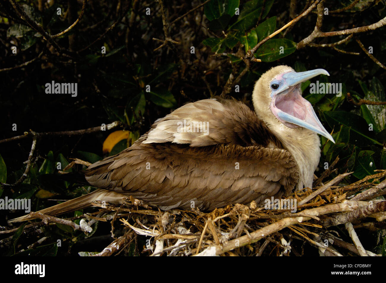 Red-footed Sprengfallen sitzen auf Nest, Turm (Genovesa) Insel, Galapagos-Inseln, Ecuador, Südamerika. Stockfoto