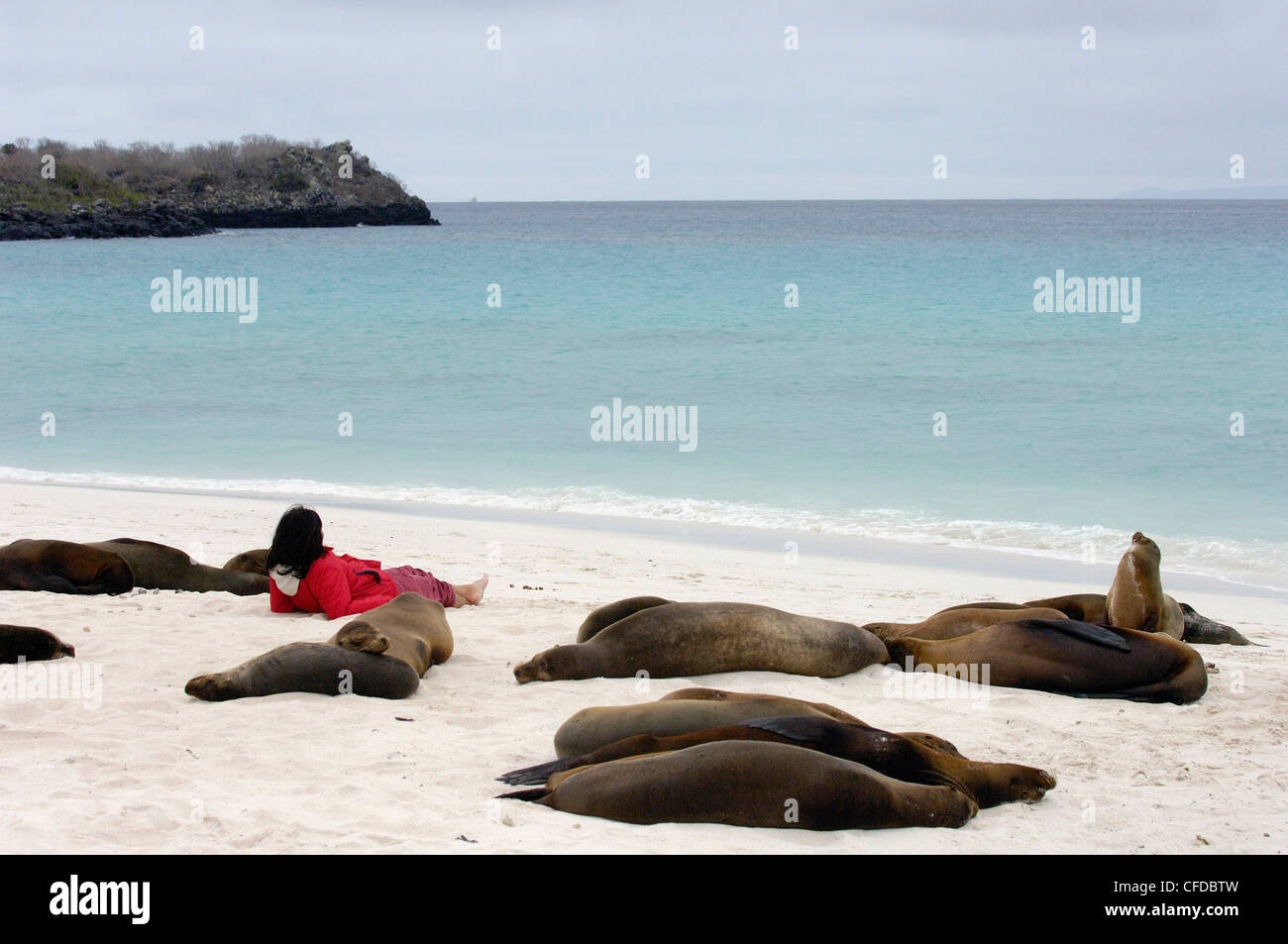 Galapagos-Seelöwen und Tourist, Espanola (Haube) Insel, Galapagos-Inseln, Ecuador, Südamerika. Stockfoto